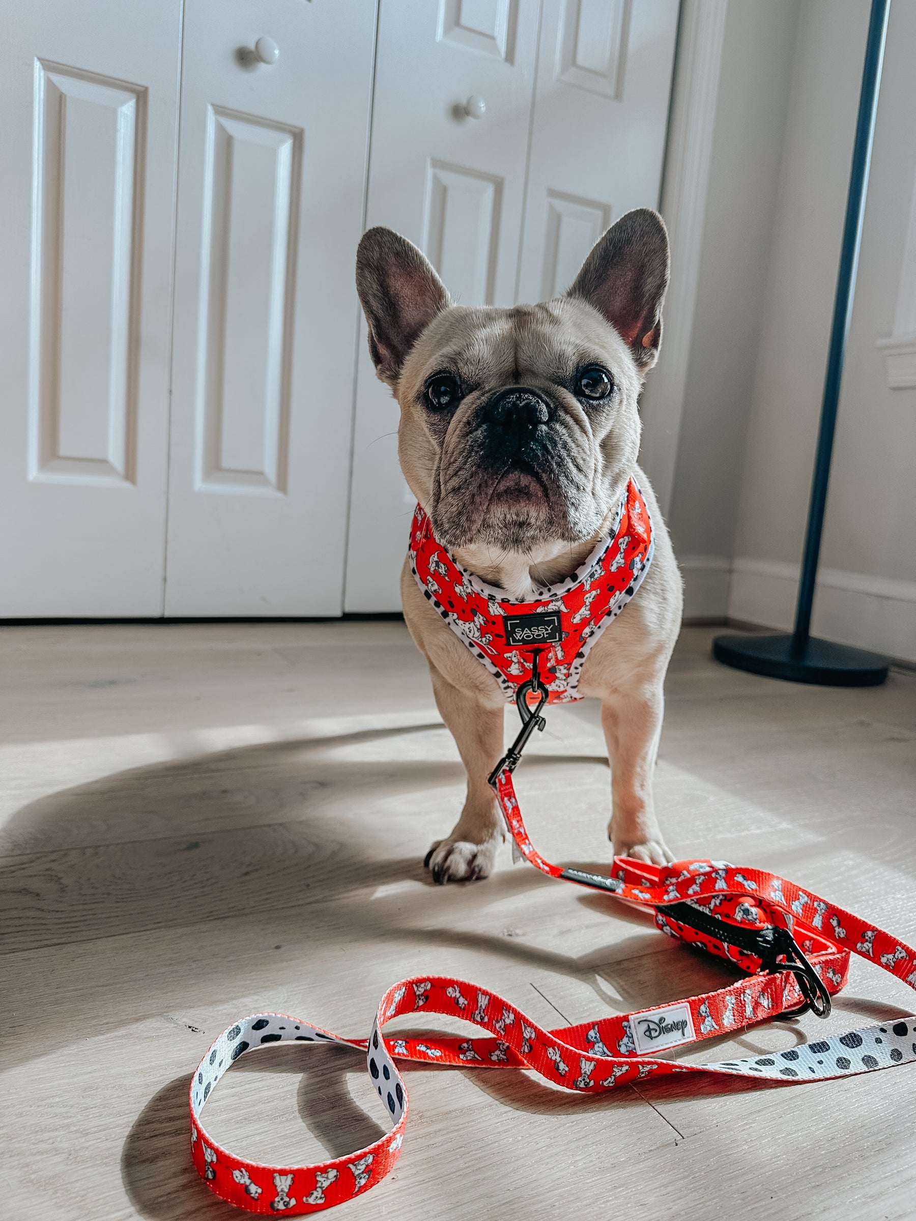 INFLUENCER_CONTENT | @LILLYMOONFRENCHIE | SIZE S
