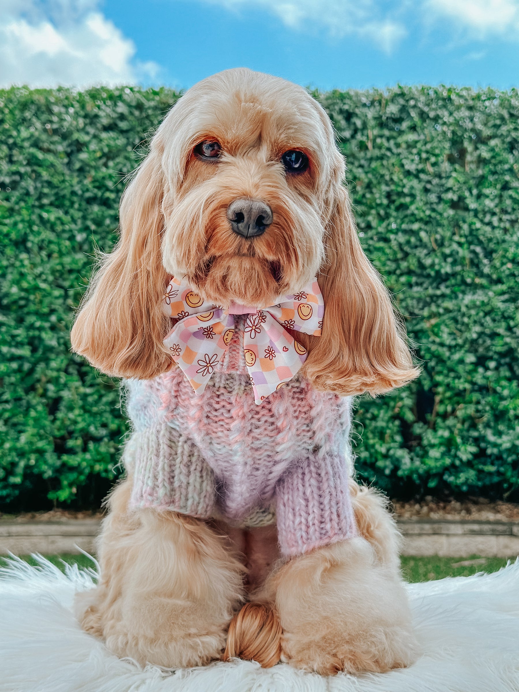 INFLUENCER_CONTENT | @LILY_CUTE_CAVOODLE | SIZE L