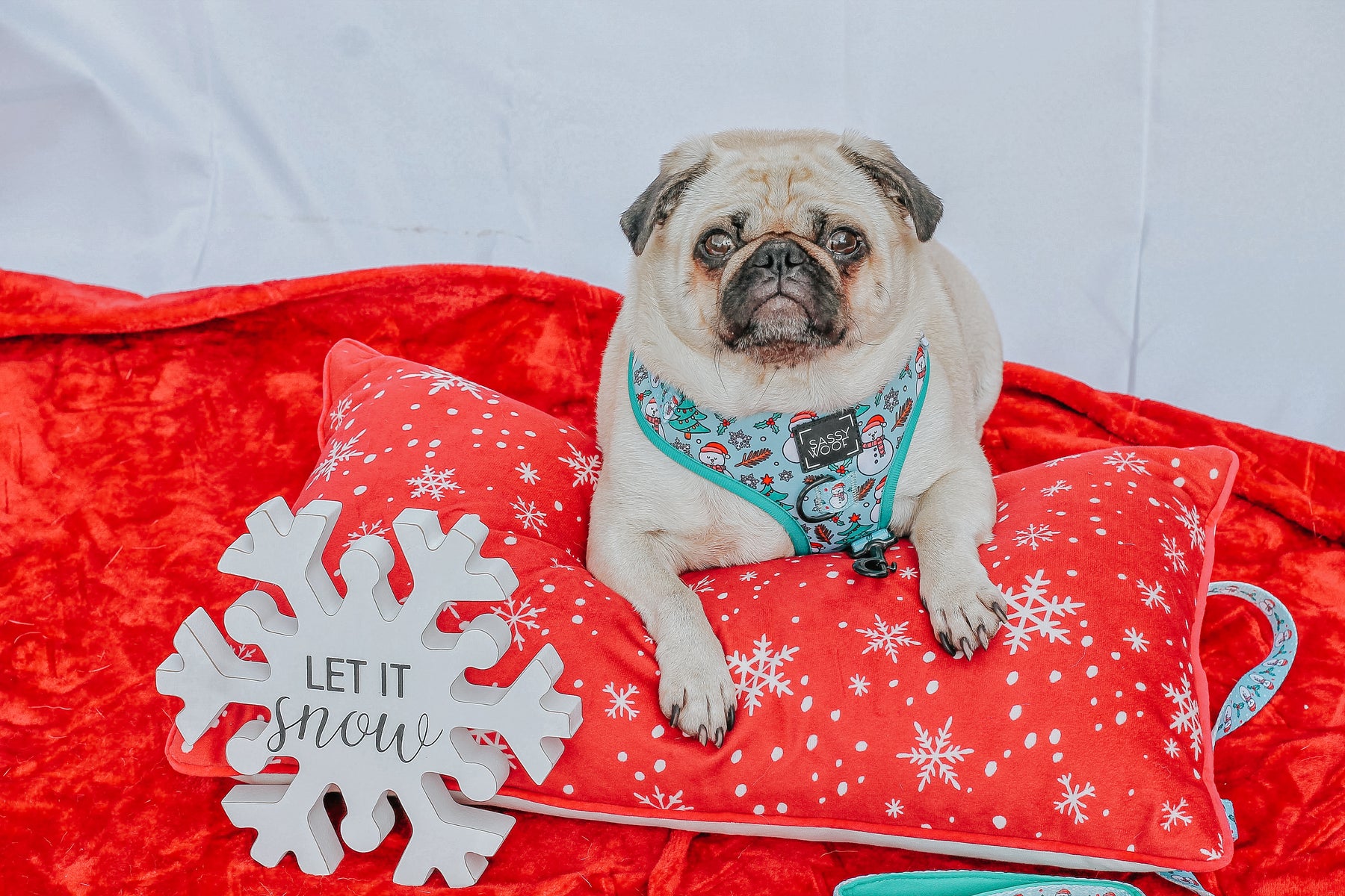 INFLUENCER_CONTENT | @LITTLEMISSYTHEPUG | SIZE M