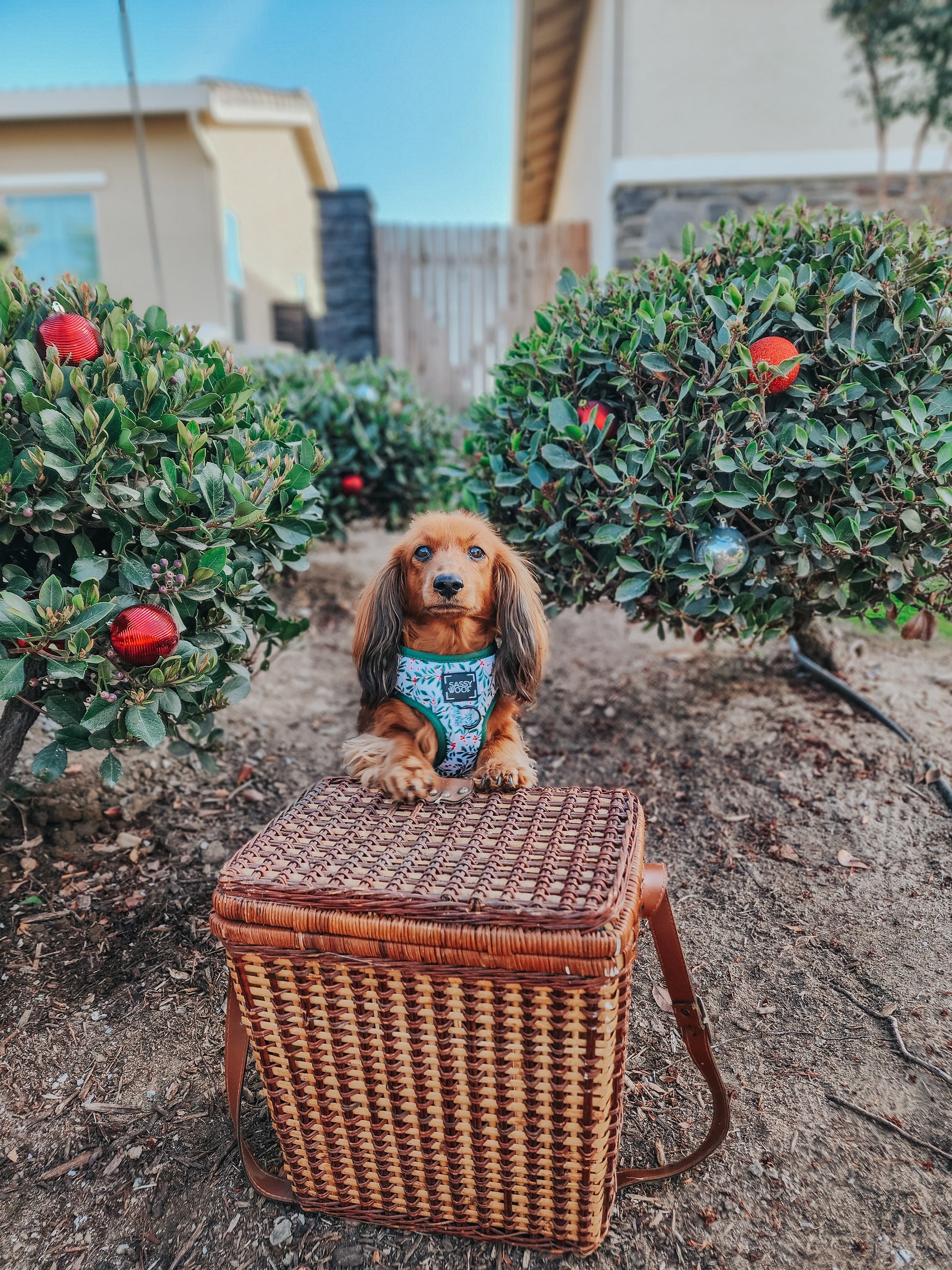 INFLUENCER_CONTENT | @LOLA_DOXIE | SIZE XS