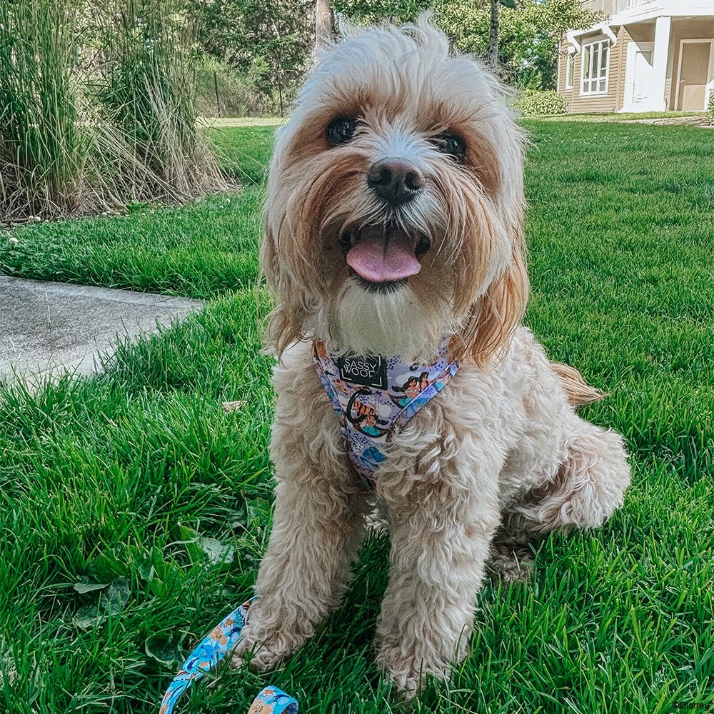 INFLUENCER_CONTENT | @LOVELUNA.CAVAPOO | SIZE S & XS