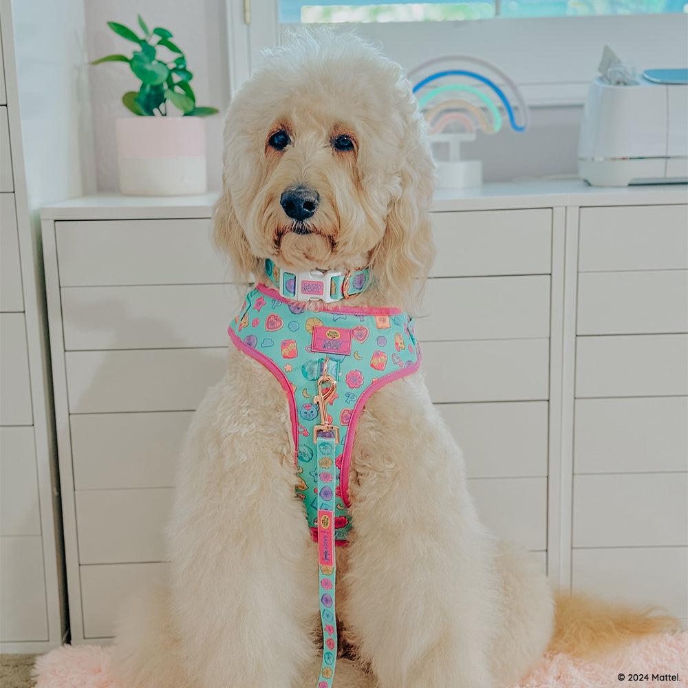 INFLUENCER_CONTENT | @LUCYLU_PAWSITIVEPUP