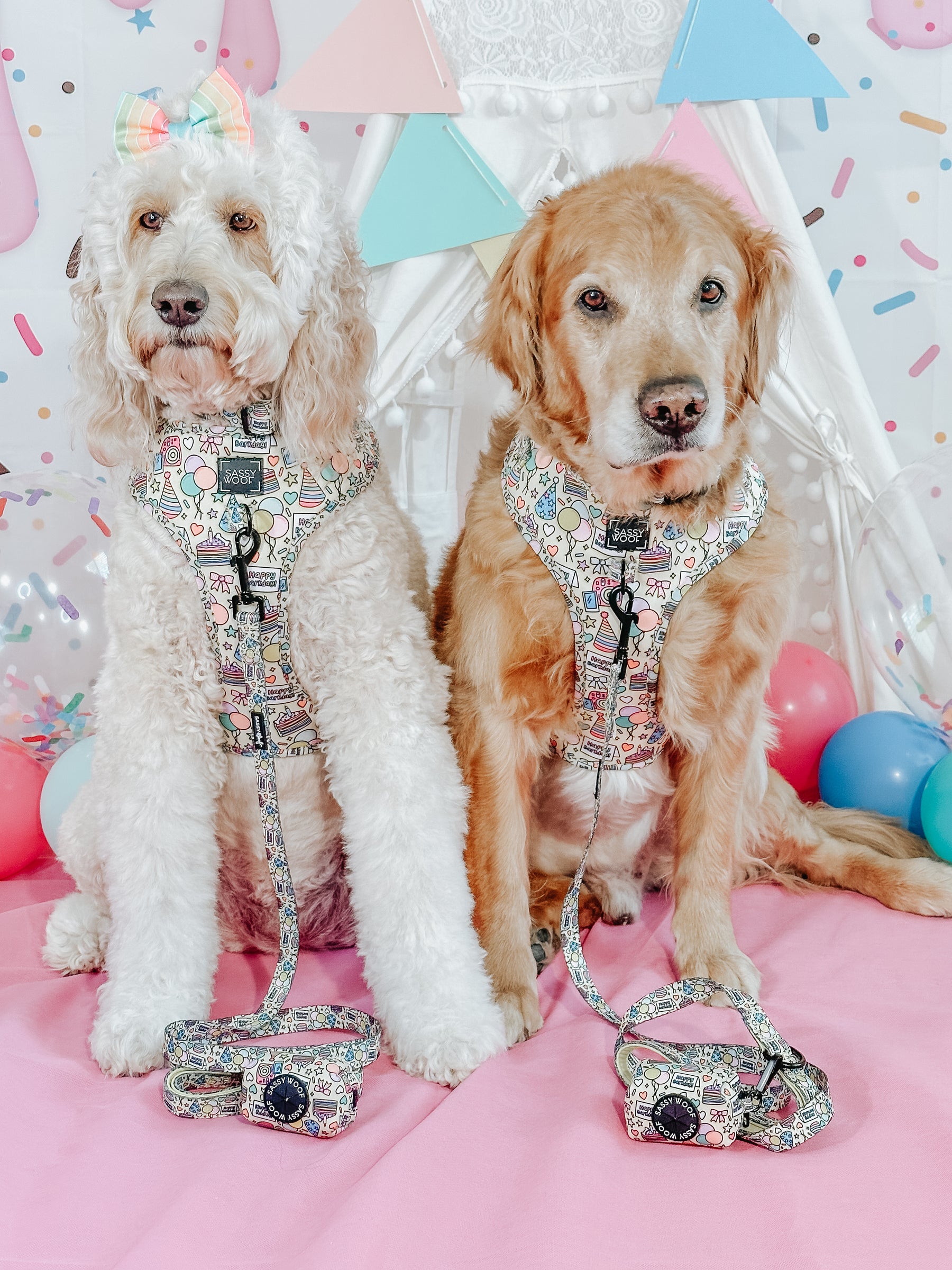 INFLUENCER_CONTENT | @LUCYLU_PAWSITIVEPUP