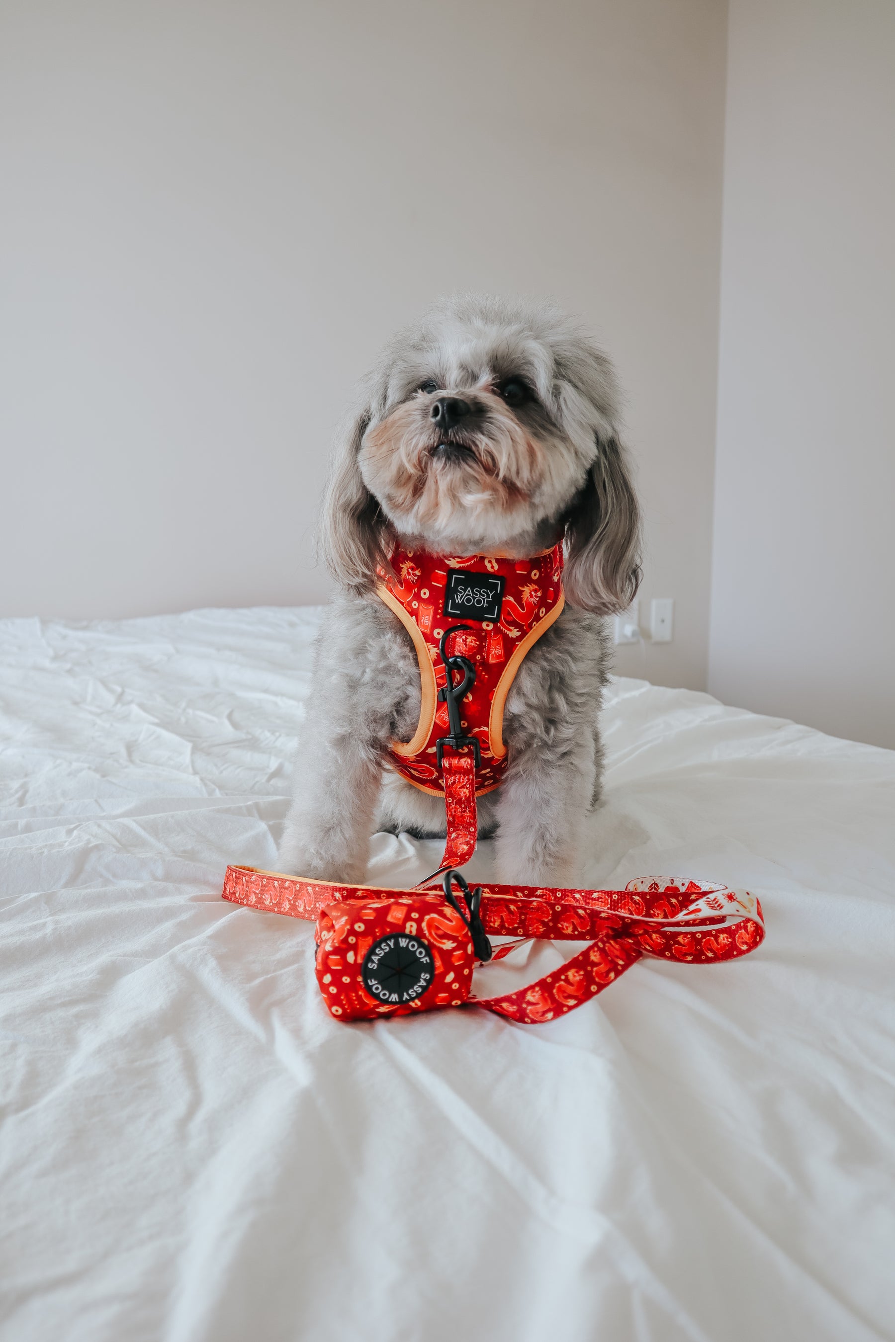 INFLUENCER_CONTENT | @LUNATHEYORKIEPOODLE | SIZE S