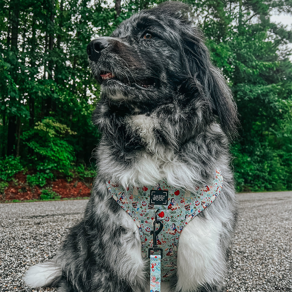 INFLUENCER_CONTENT | @MAPLE.THE.NEWFAUSSIE | SIZE XXL