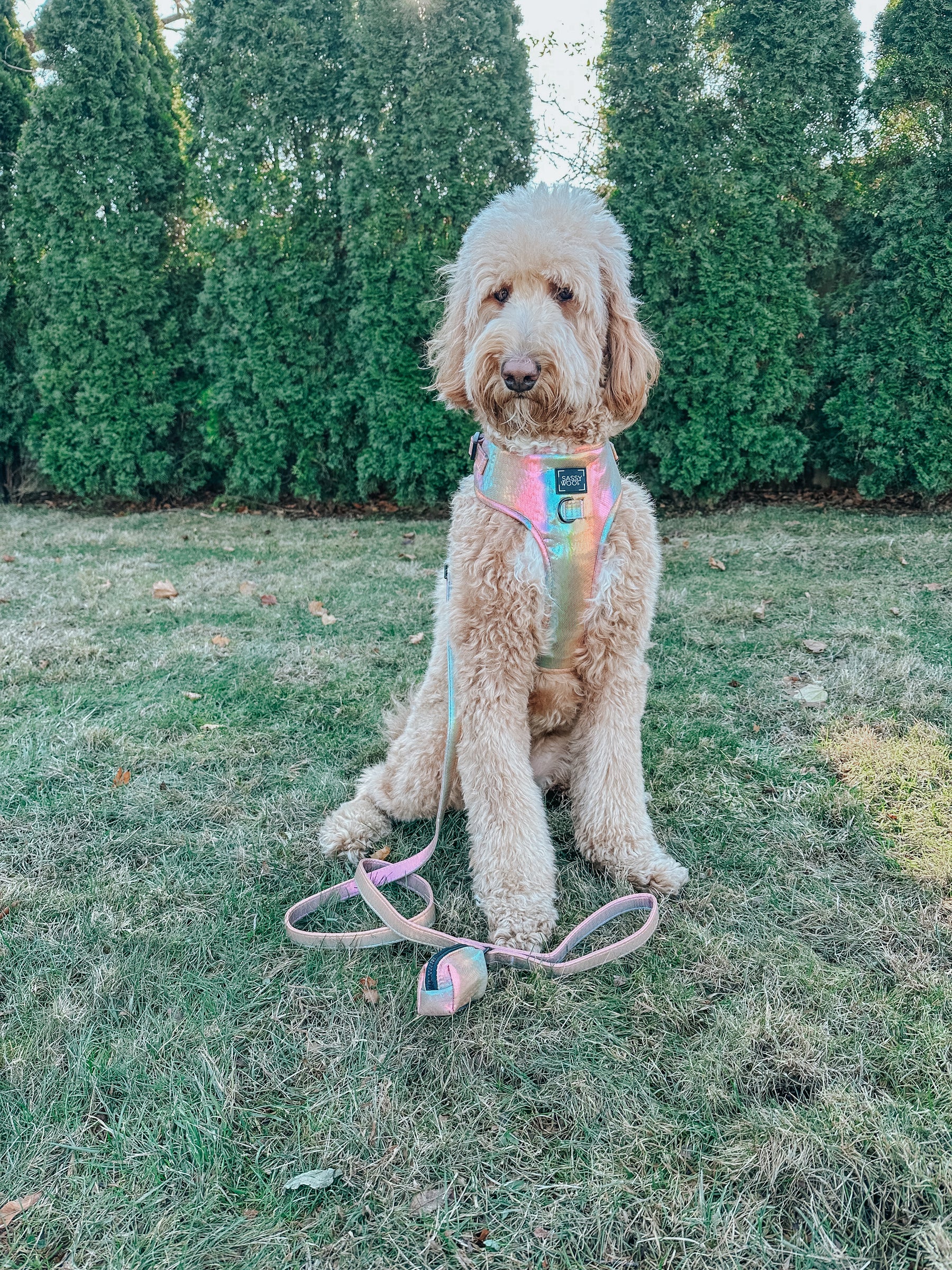 INFLUENCER_CONTENT | @MATILDAROSEGOLDENDOODLE