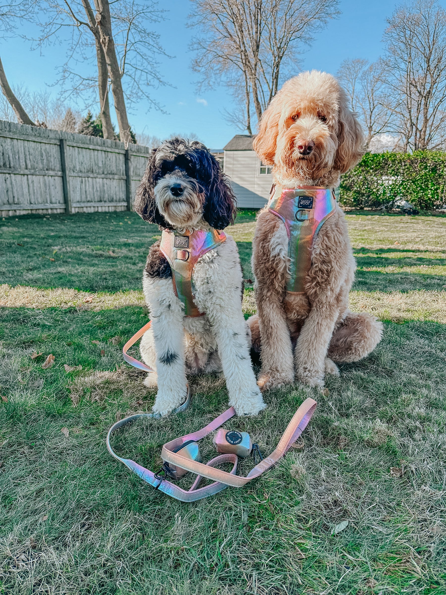 INFLUENCER_CONTENT | @MATILDAROSEGOLDENDOODLE