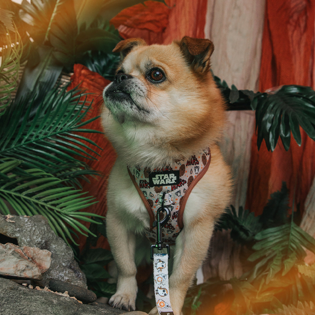Dog Two Piece Bundle - STAR WARS™ The Rebel Alliance