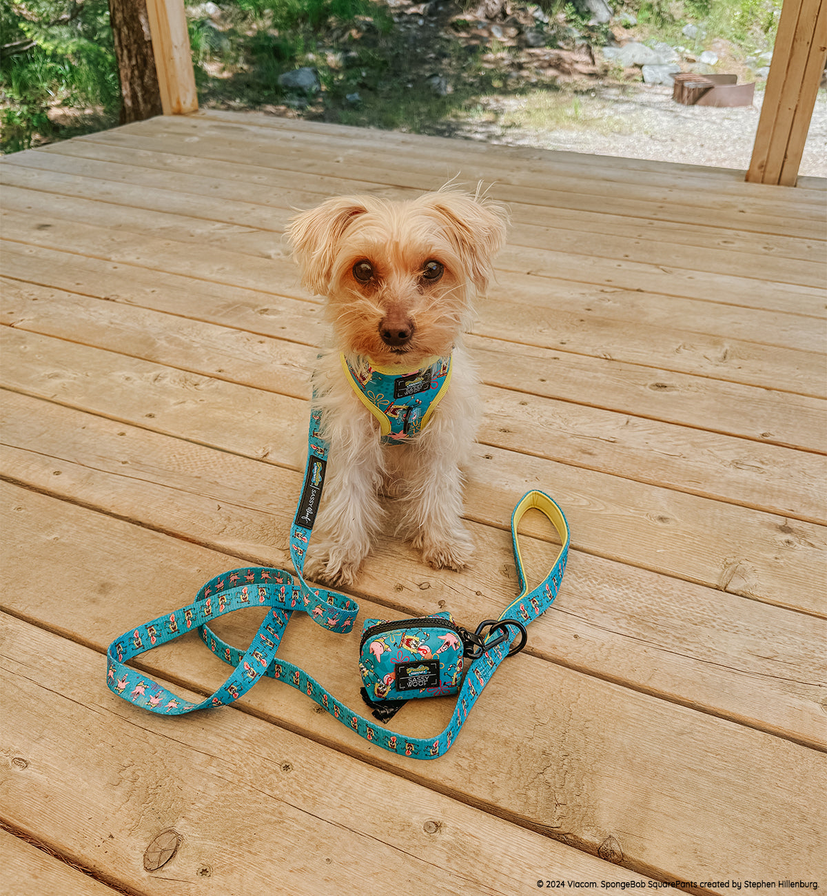 INFLUENCER_CONTENT | @_.MILO.THE.MORKIE._