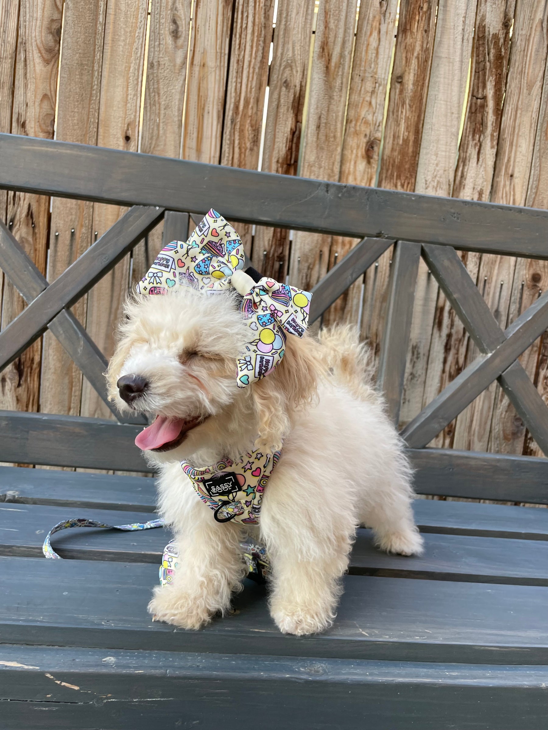 INFLUENCER_CONTENT | @MISTY_THE_LABRAHEELER