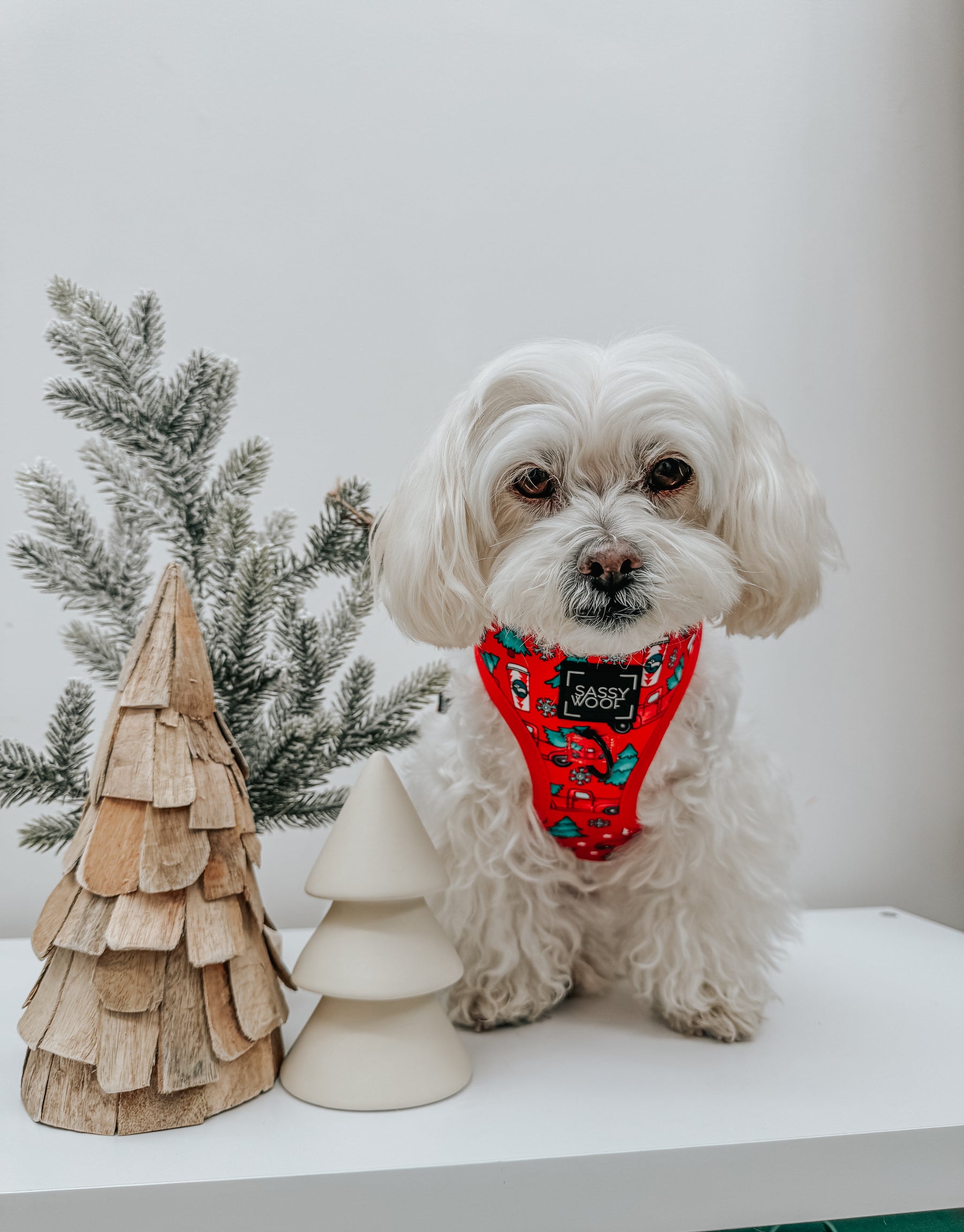 INFLUENCER_CONTENT | @MOCHI_THE_POO| SIZE XS