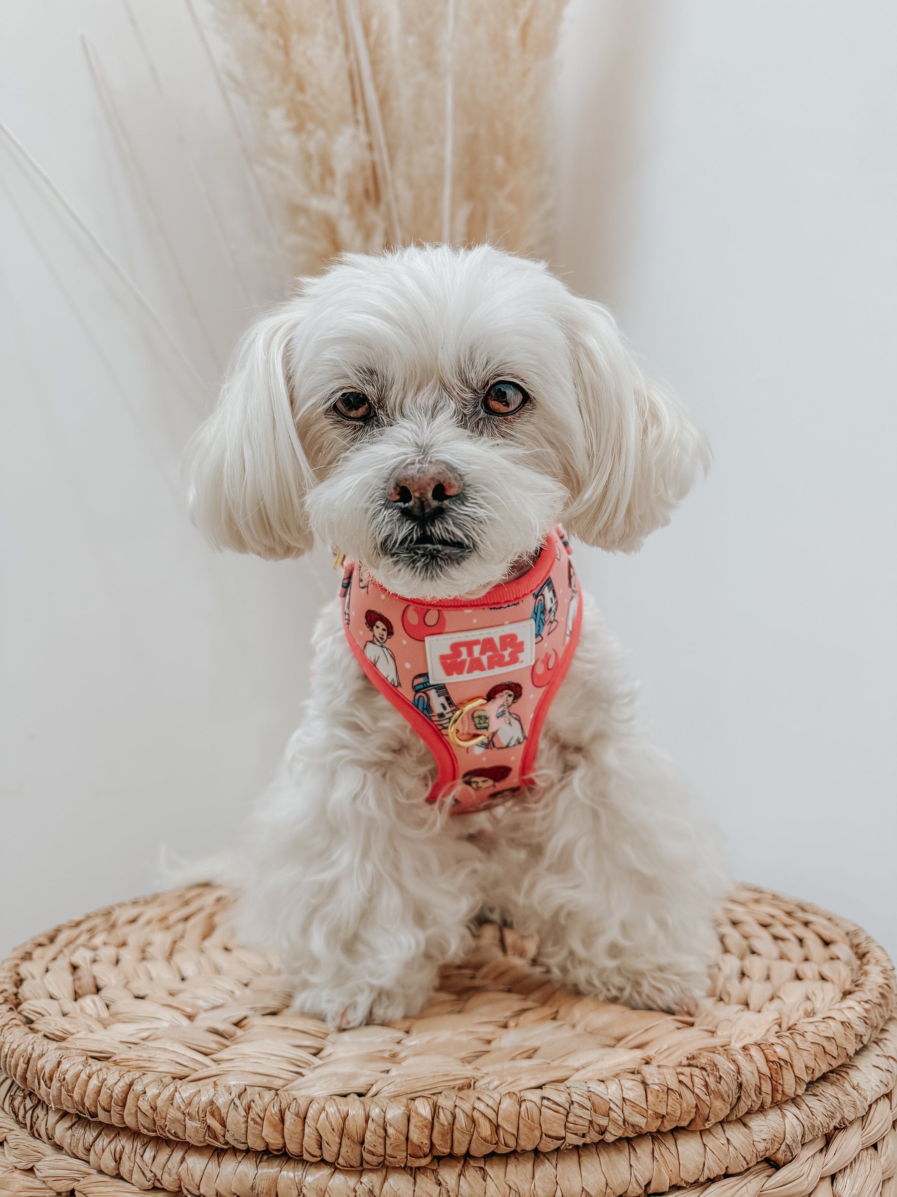 INFLUENCER_CONTENT | @MOCHI_THE_POO | SIZE XS
