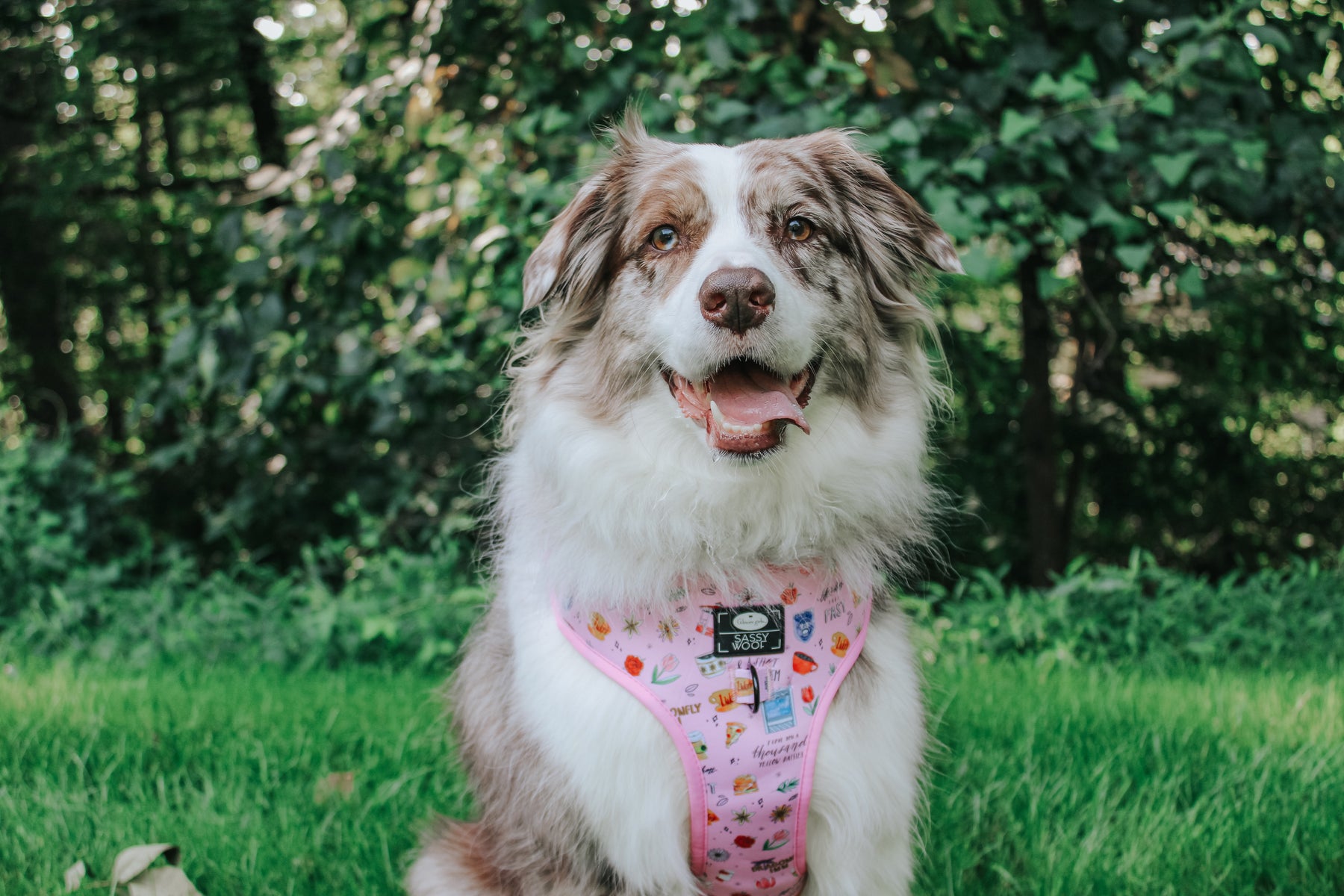 INFLUENCER_CONTENT | @MILATHEAUSSIEDOG | SIZE XL