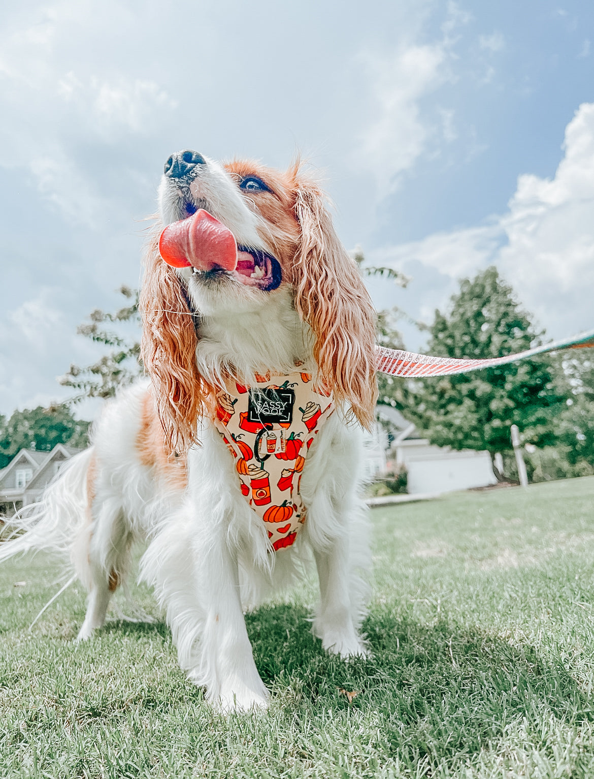 INFLUENCER_CONTENT | @OLLIE_AND_ANNIE_THE_CAVS | SIZE S