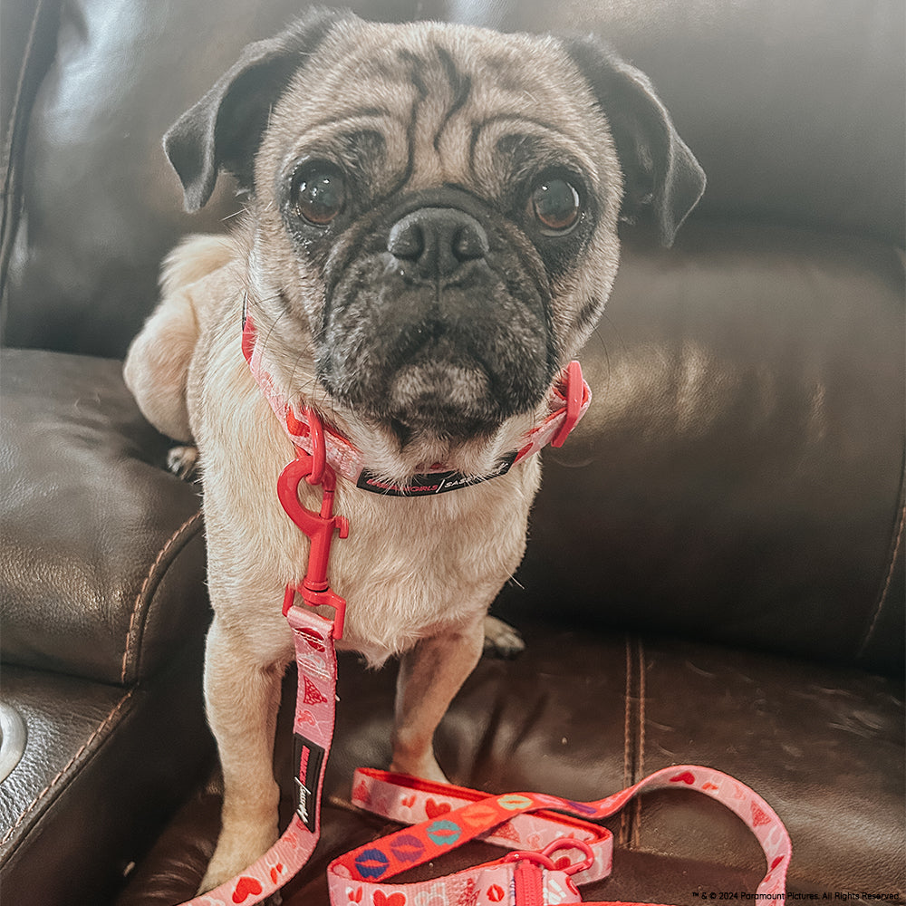 INFLUENCER_CONTENT | @PENNIEPUG | SIZE S