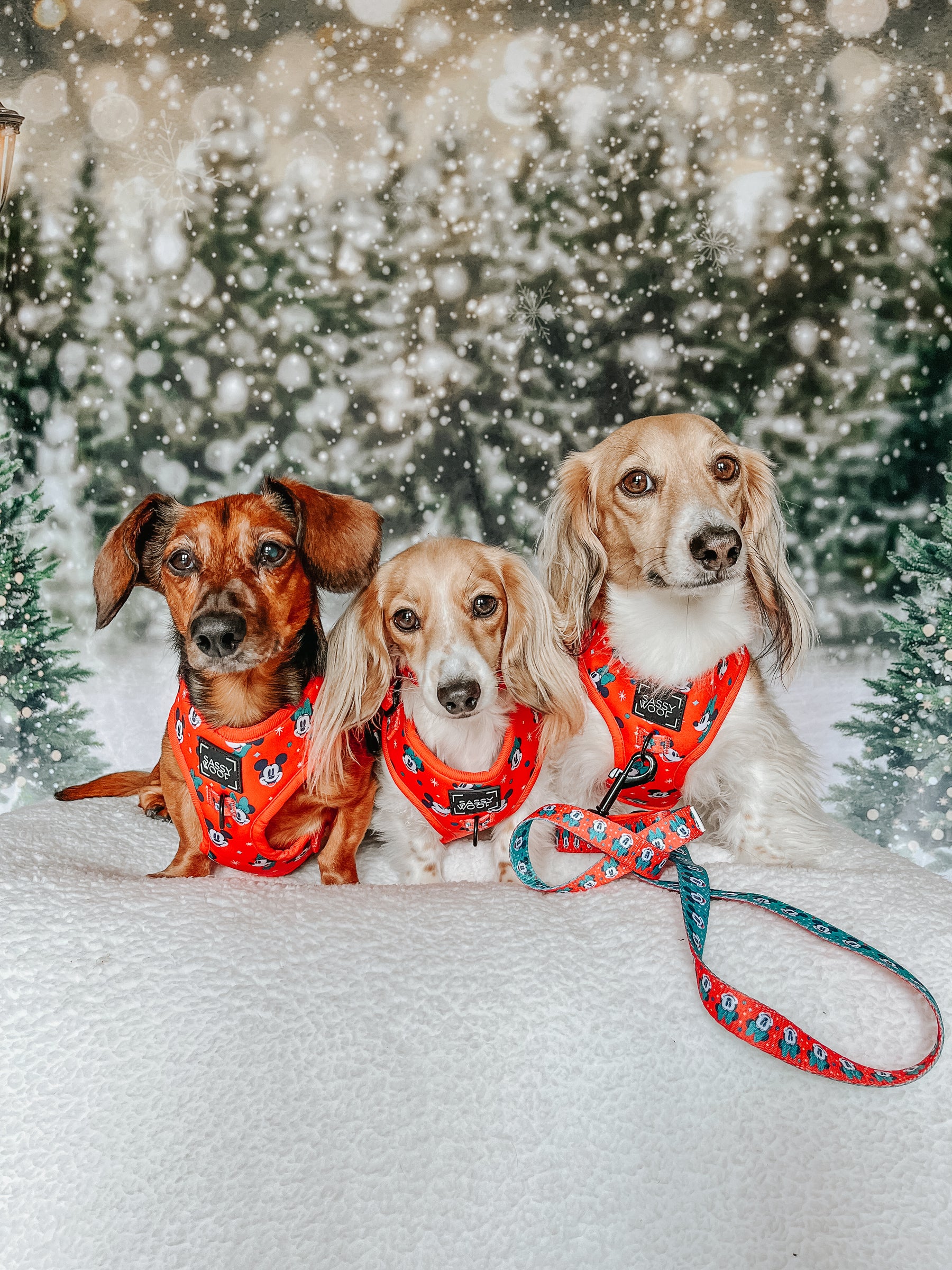INFLUENCER_CONTENT | @POPPINTHEDACHSHUND | SIZE XS