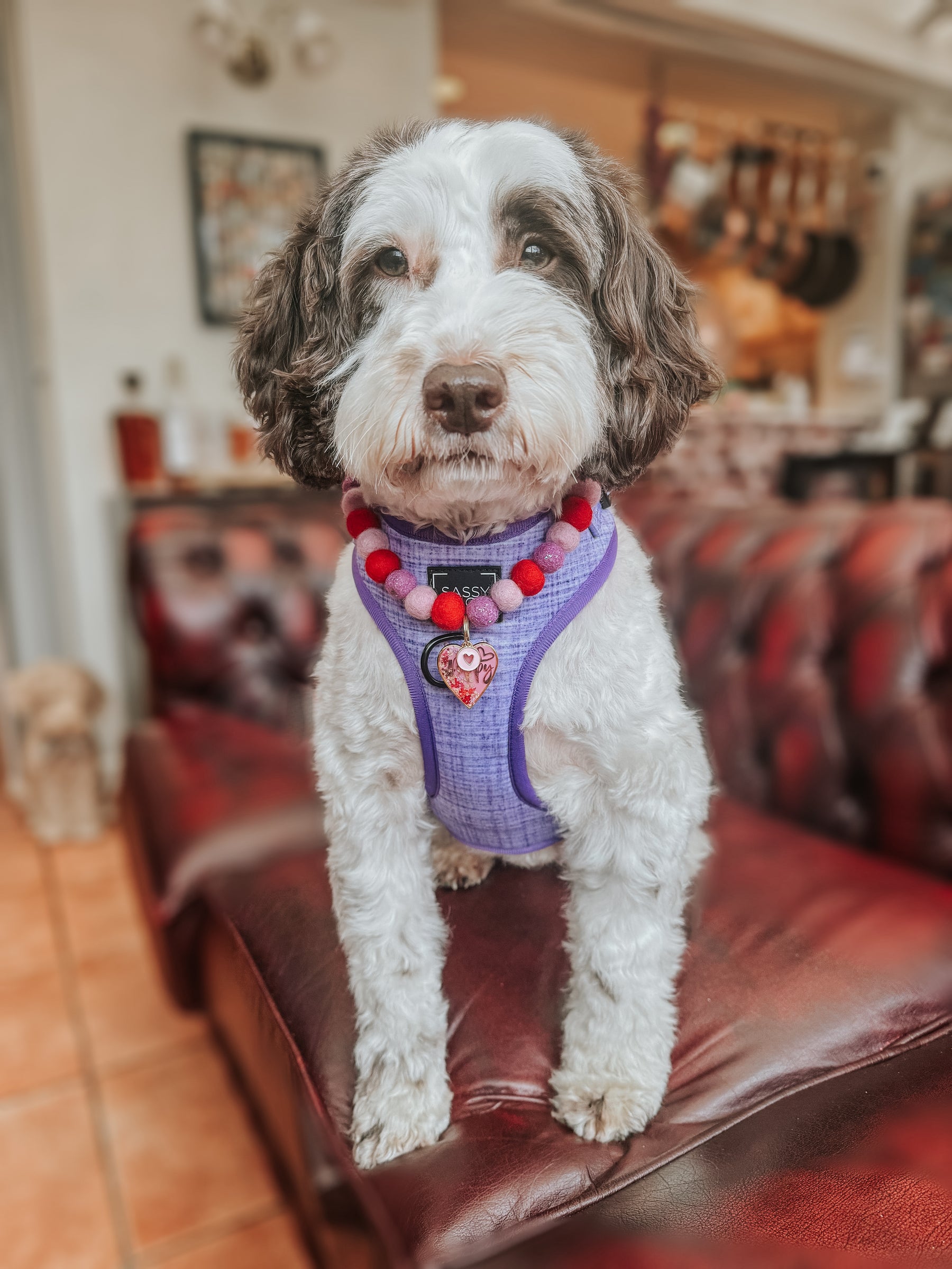 INFLUENCER_CONTENT| @POPPY_THE_SROCKERPOO | SIZE M