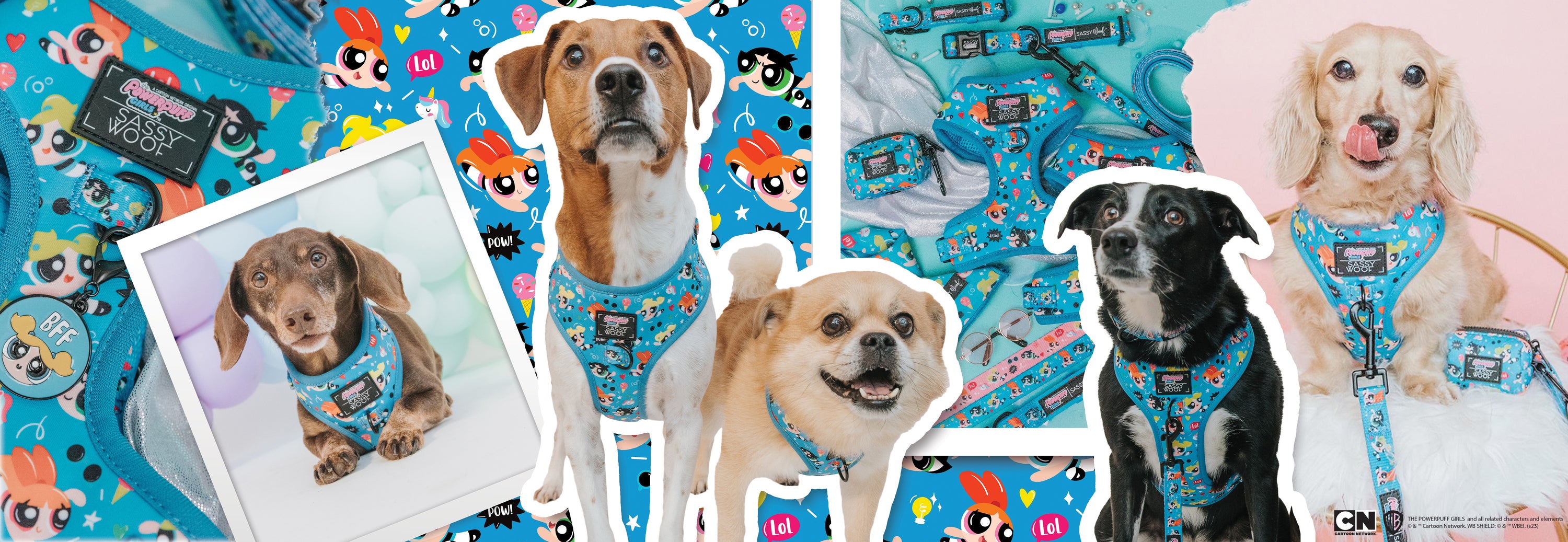 Four dogs wearing bright blue Powerpuff Girls harnesses and leashes pose in front of a collage background featuring Powerpuff Girls characters and matching pet accessories.