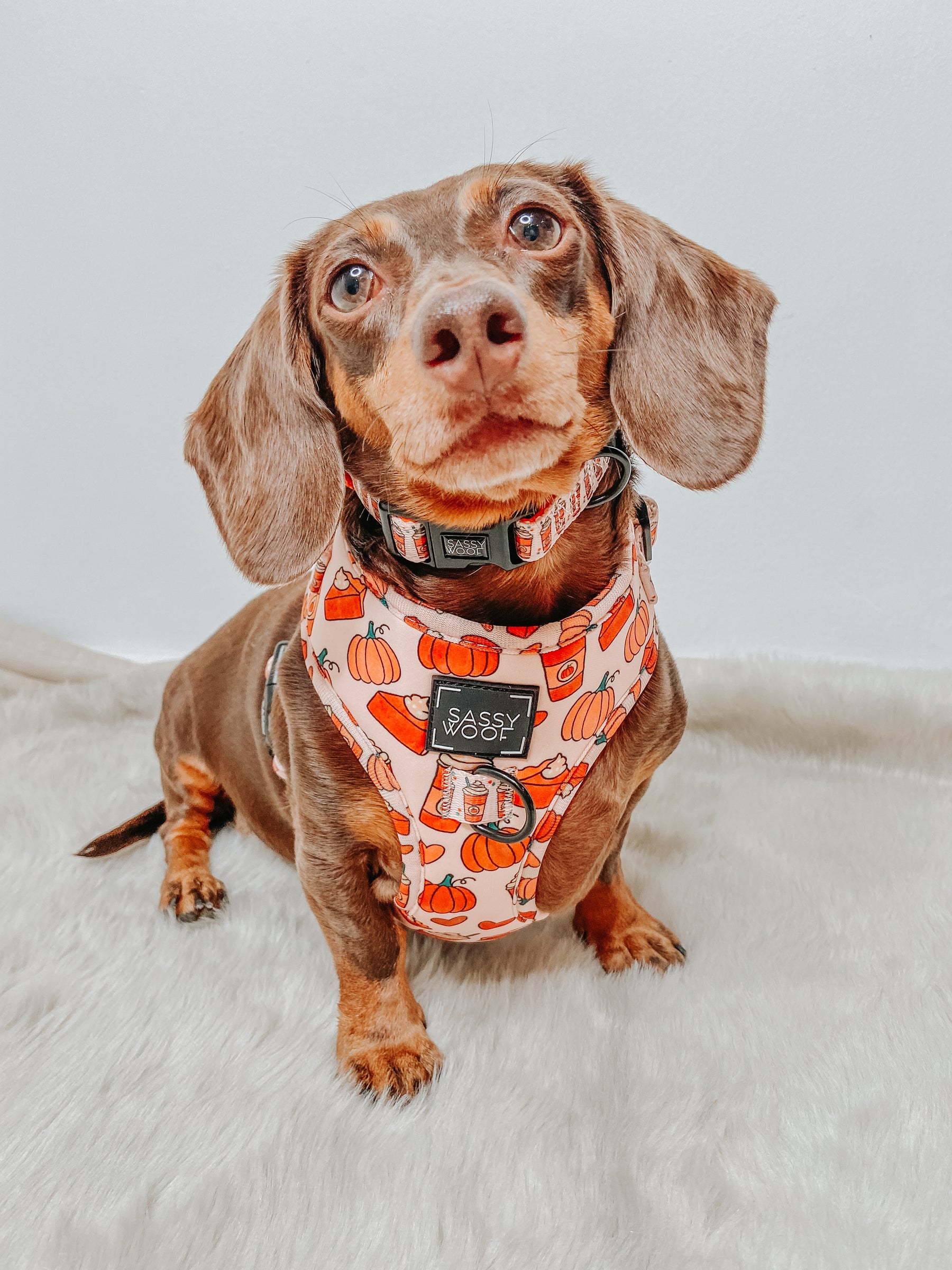 INFLUENCER_CONTENT | @PUMPKIN.WEENIE | SIZE S