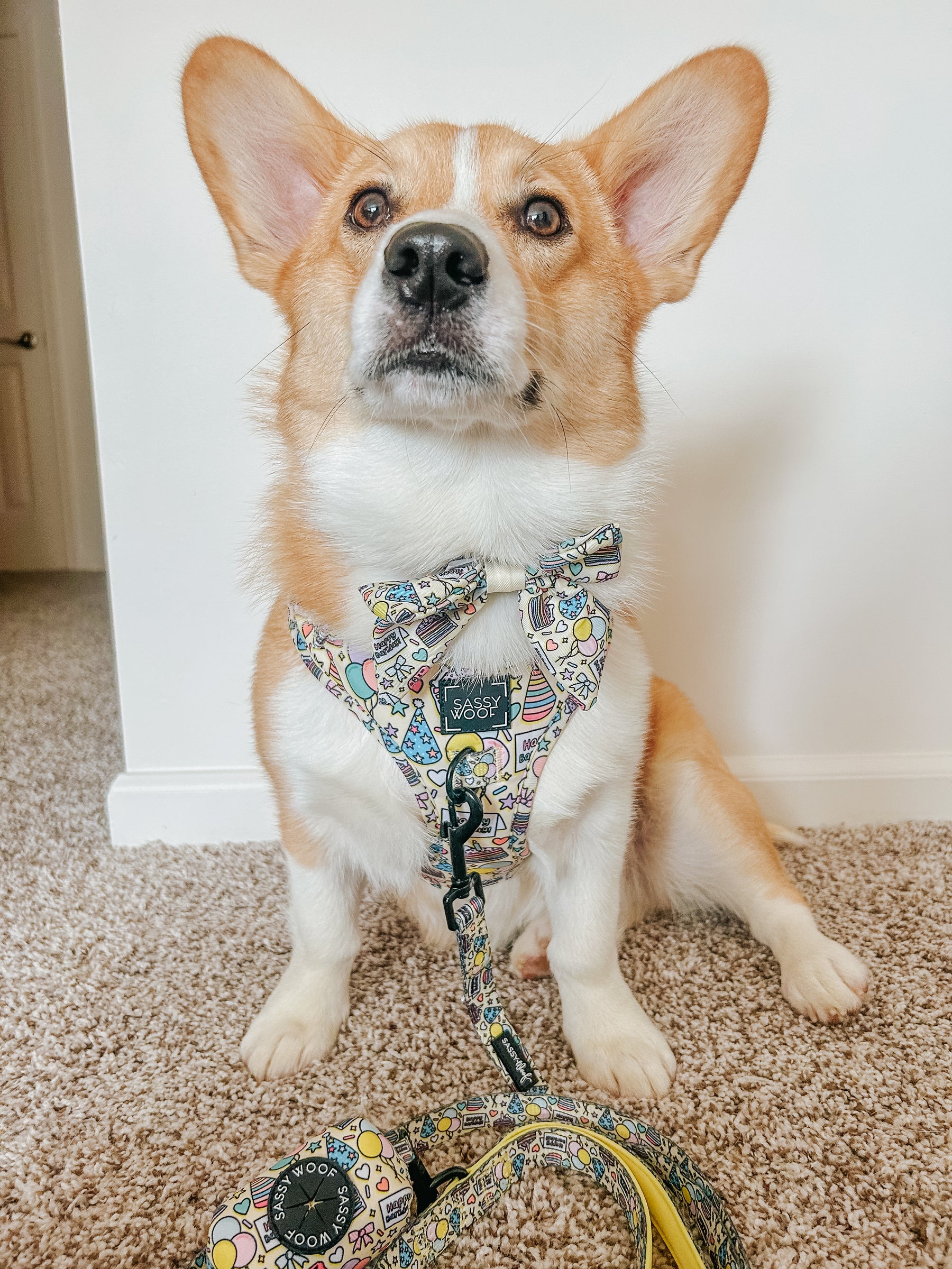 INFLUENCER_CONTENT | @PUPPYNAPKIN