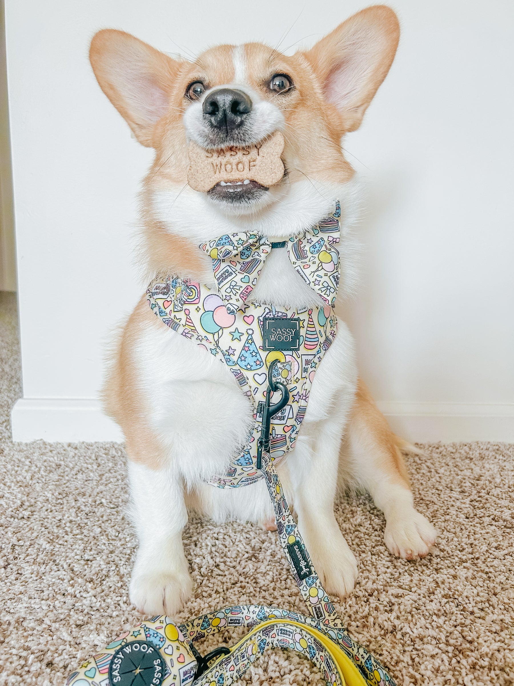 INFLUENCER_CONTENT | @PUPPYNAPKIN