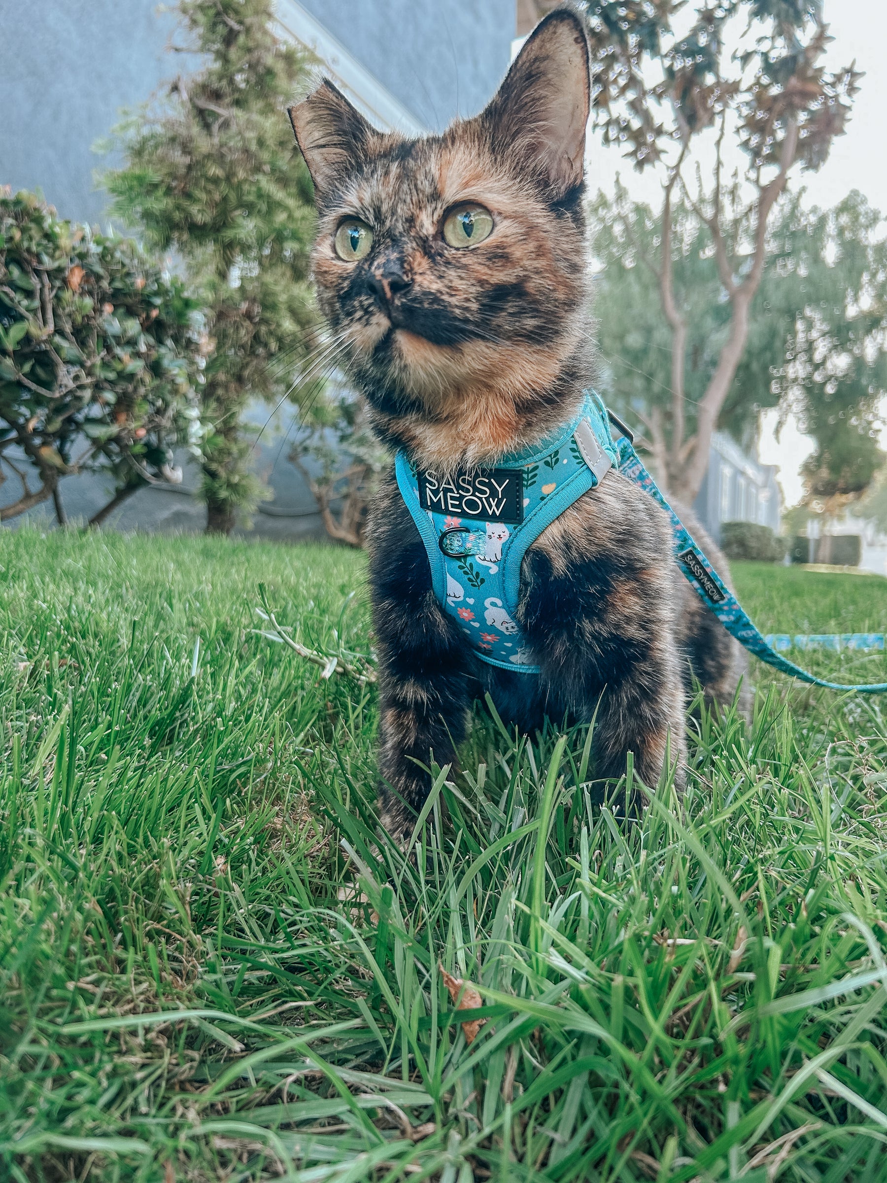 Cat Bundle - Purrs & Petals