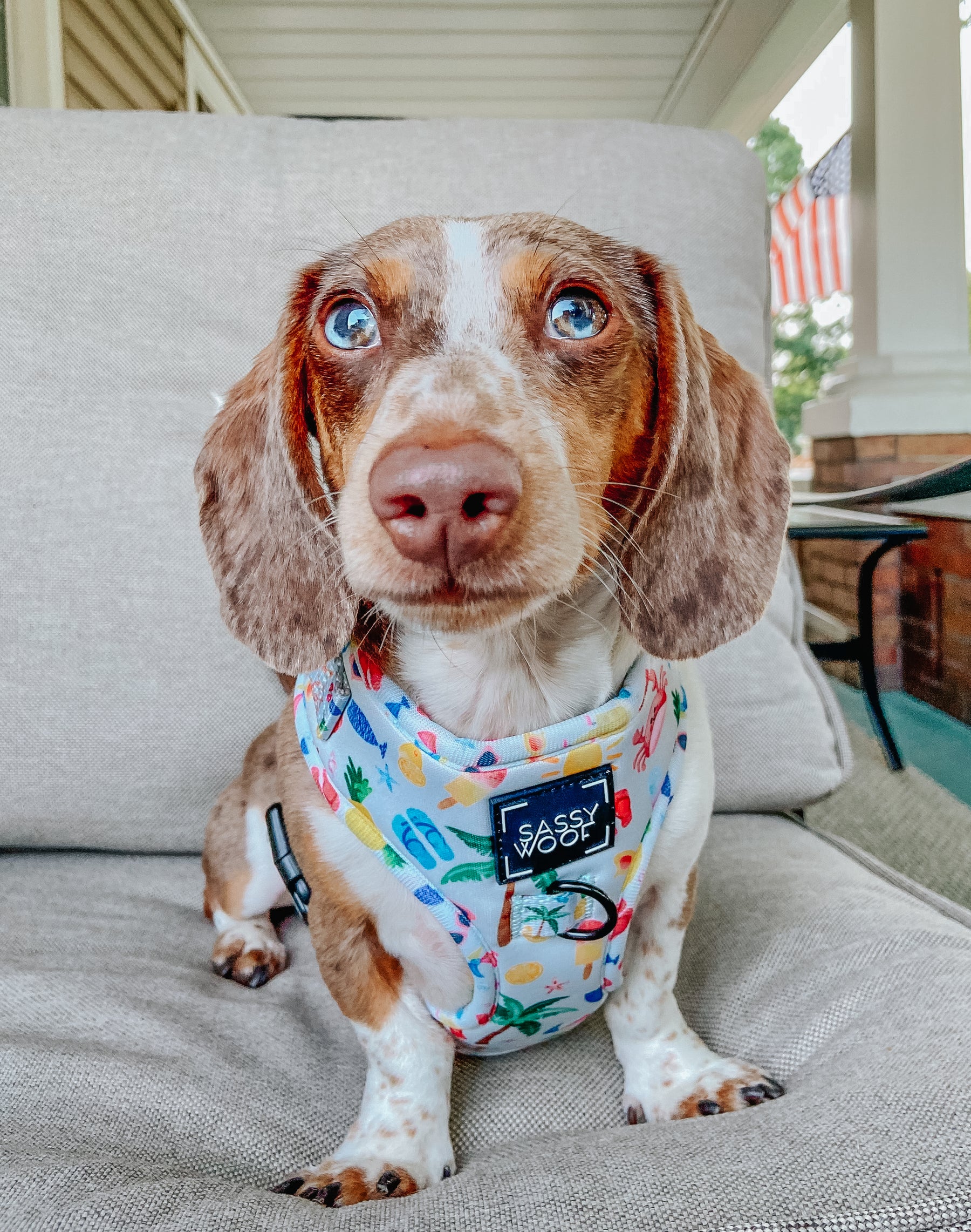 INFLUENCER_CONTENT | @BUDDYTHEDAPPLEPIEBALD | SIZE XS