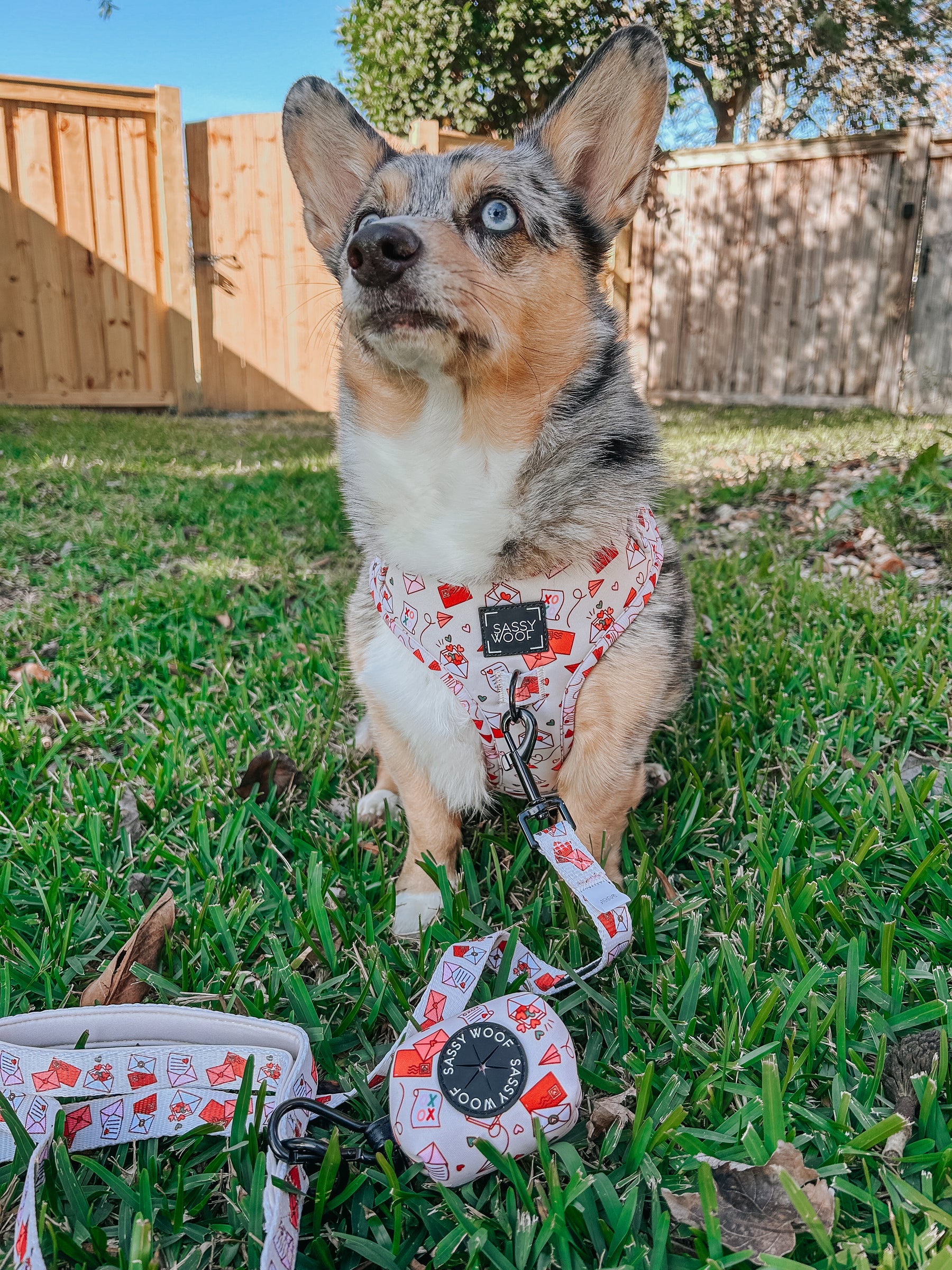 INFLUENCER_CONTENT | @STORMY_CORGI | SIZE M