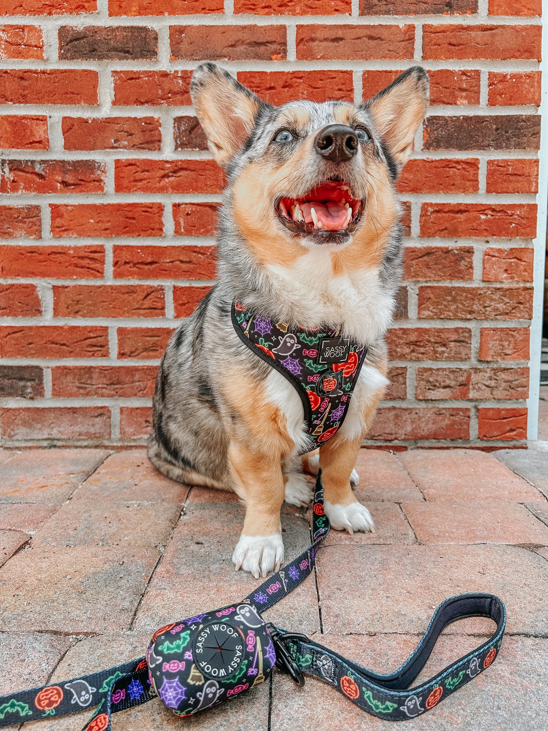 INFLUENCER_CONTENT | @STORMY_CORGI