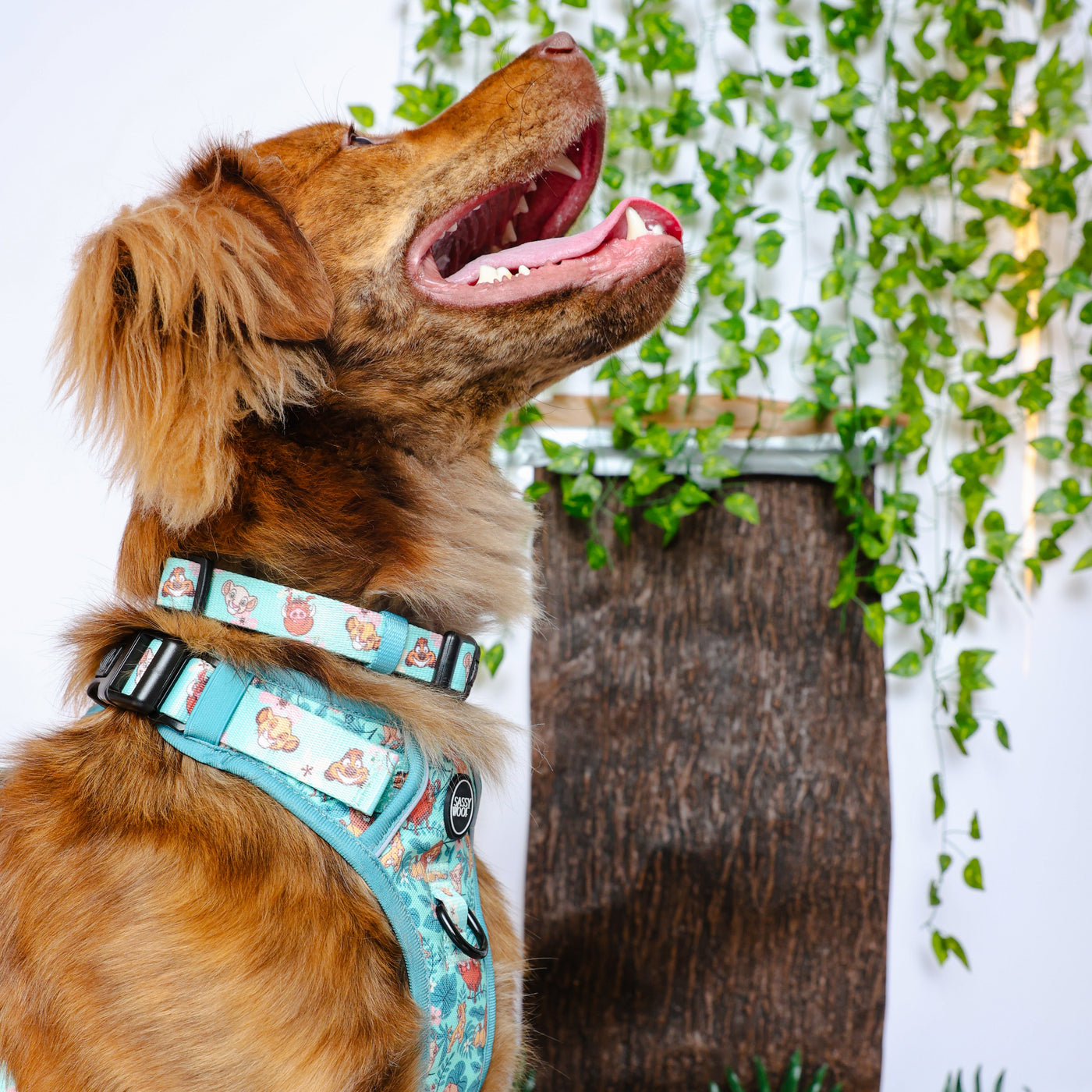 A golden retriever dog wearing a light blue patterned harness and matching collar, looking upward in front of a white wall with green ivy and a wooden panel.