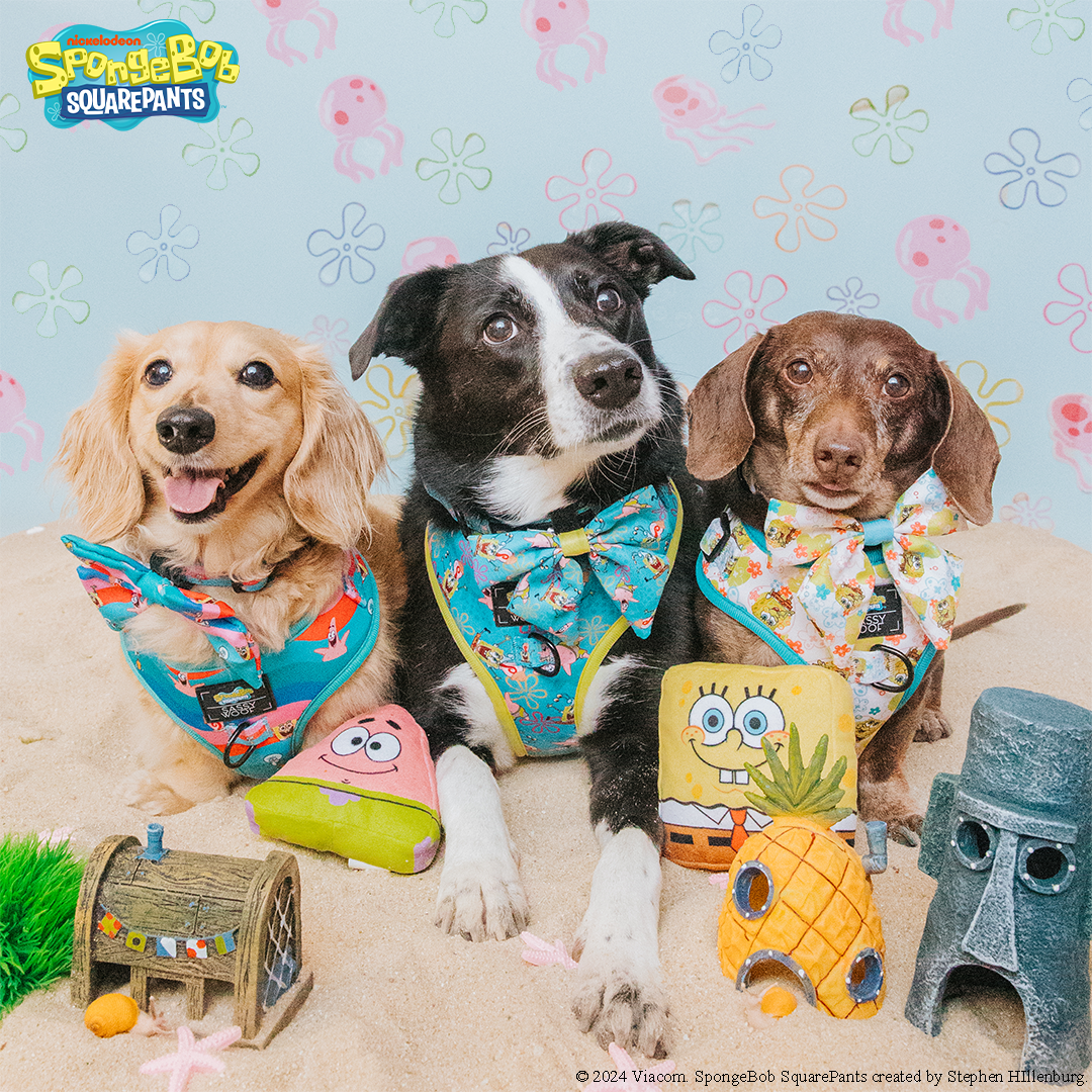 3 dogs wearing bright colored accessories