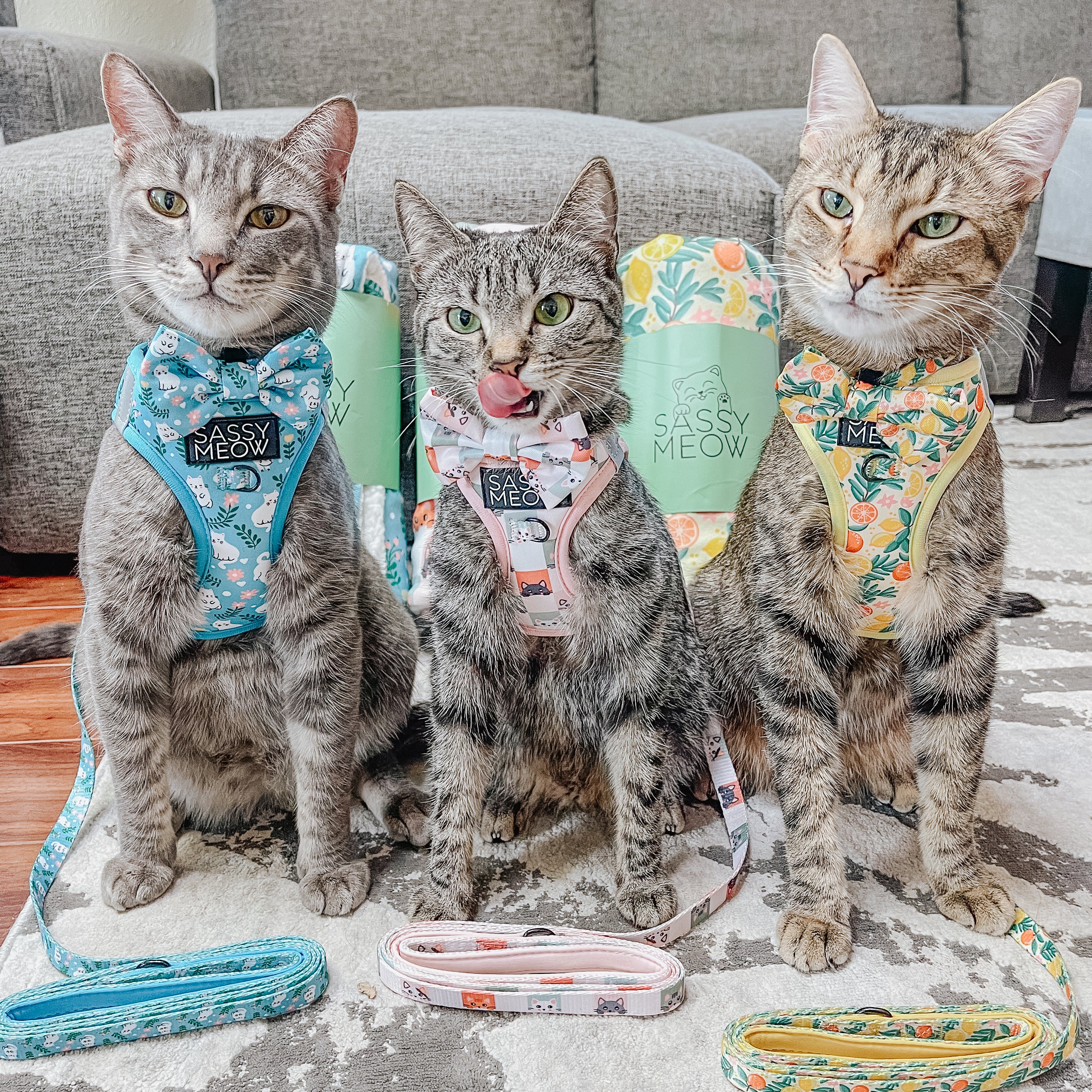 Three cats wearing colorful harnesses and leashes on a couch