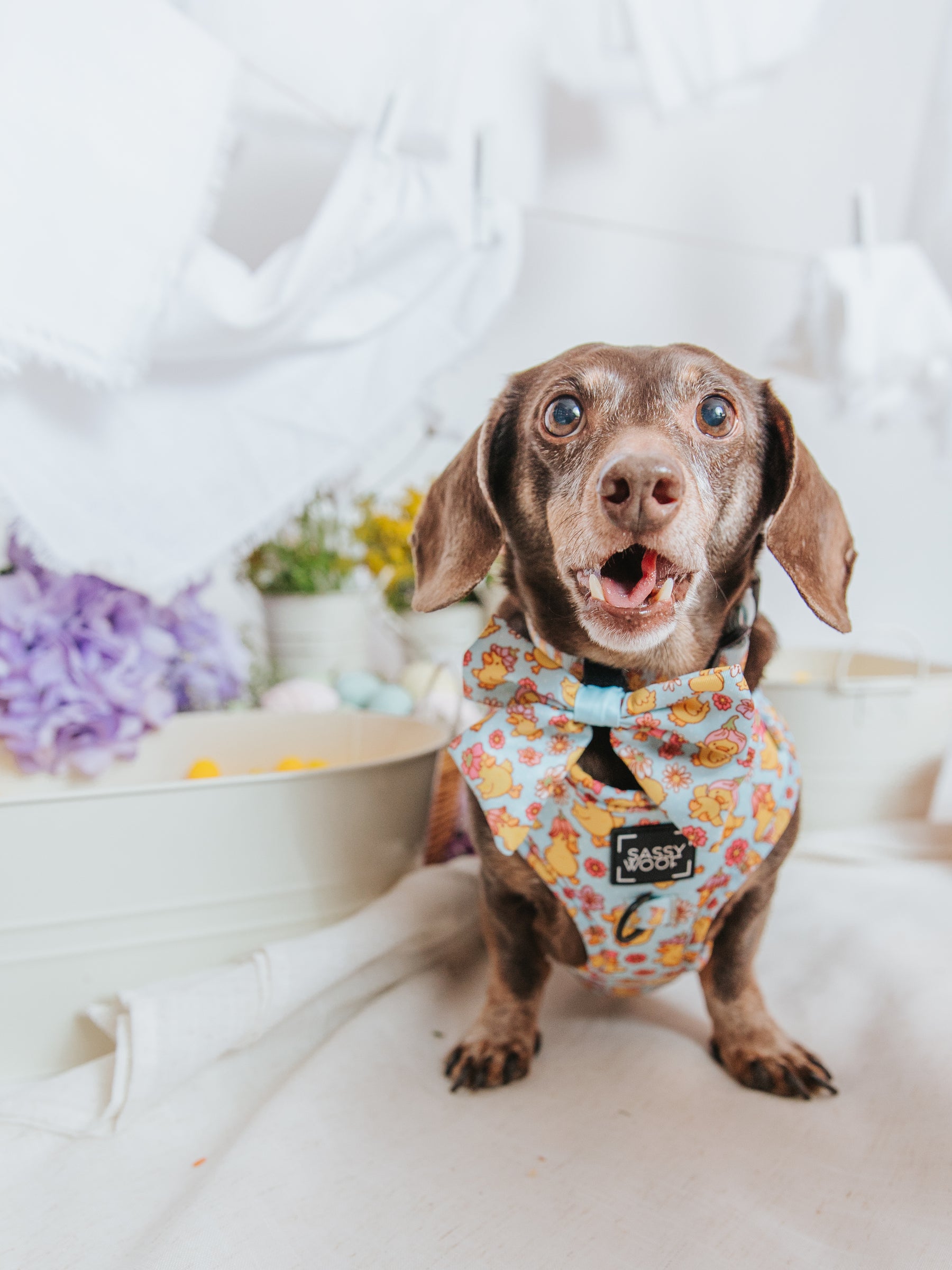 INFLUENCER_CONTENT | @WINSTONTHEDOX | SIZE XS