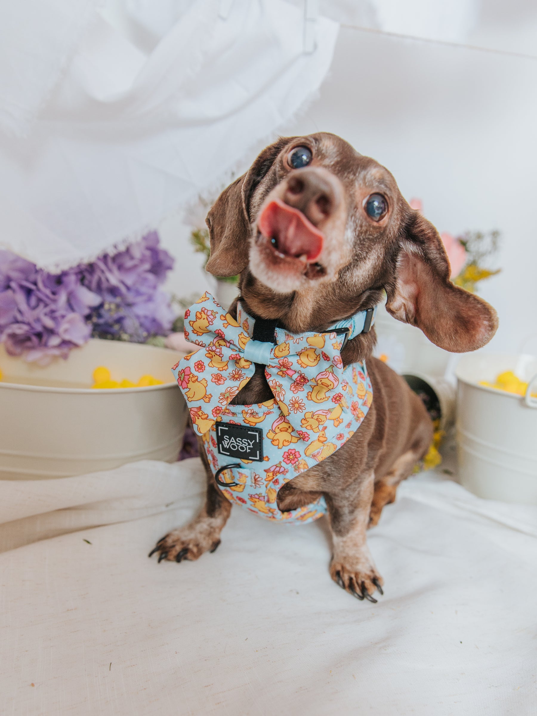 INFLUENCER_CONTENT | @WINSTONTHEDOX | SIZE XS