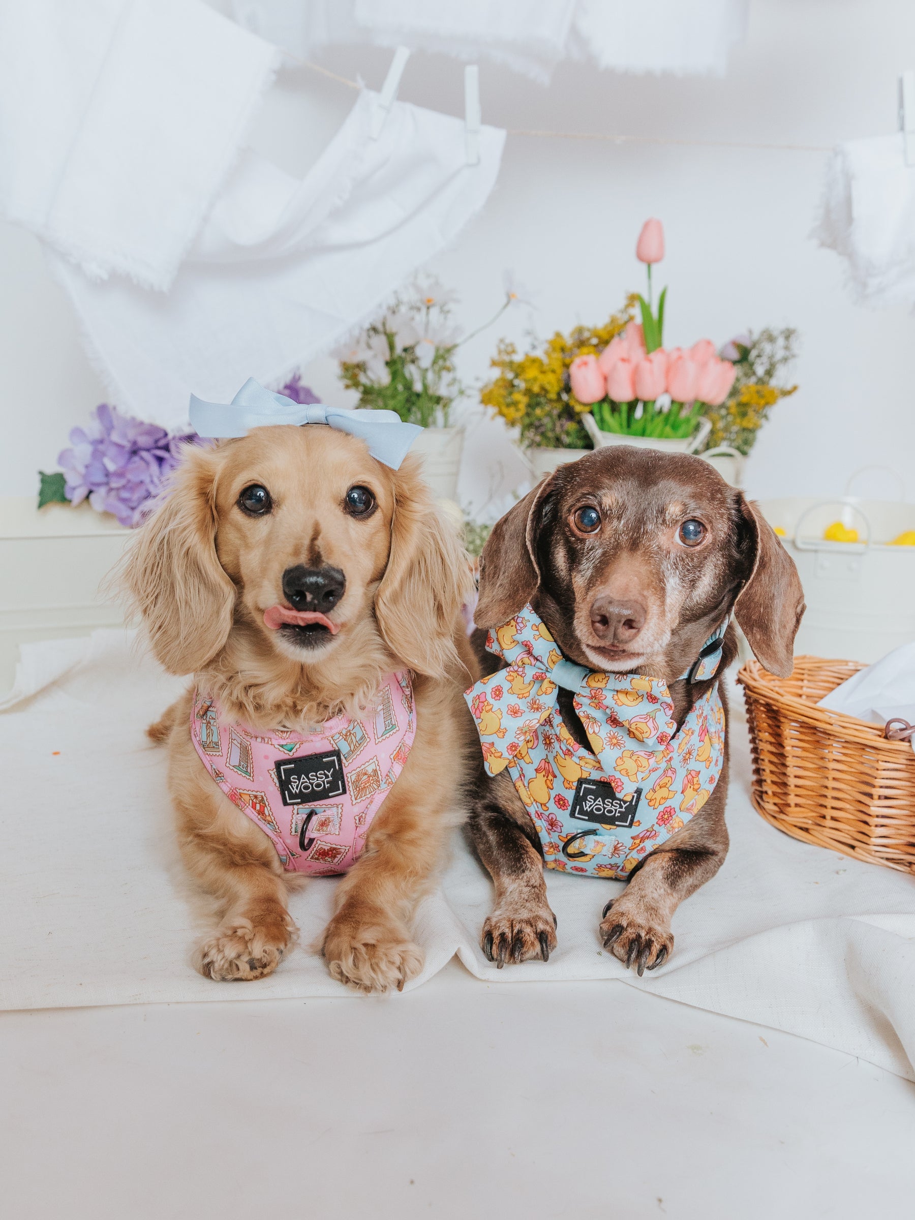INFLUENCER_CONTENT | @MAYATHEDOX & @WINSTONTHEDOX | SIZE XS
