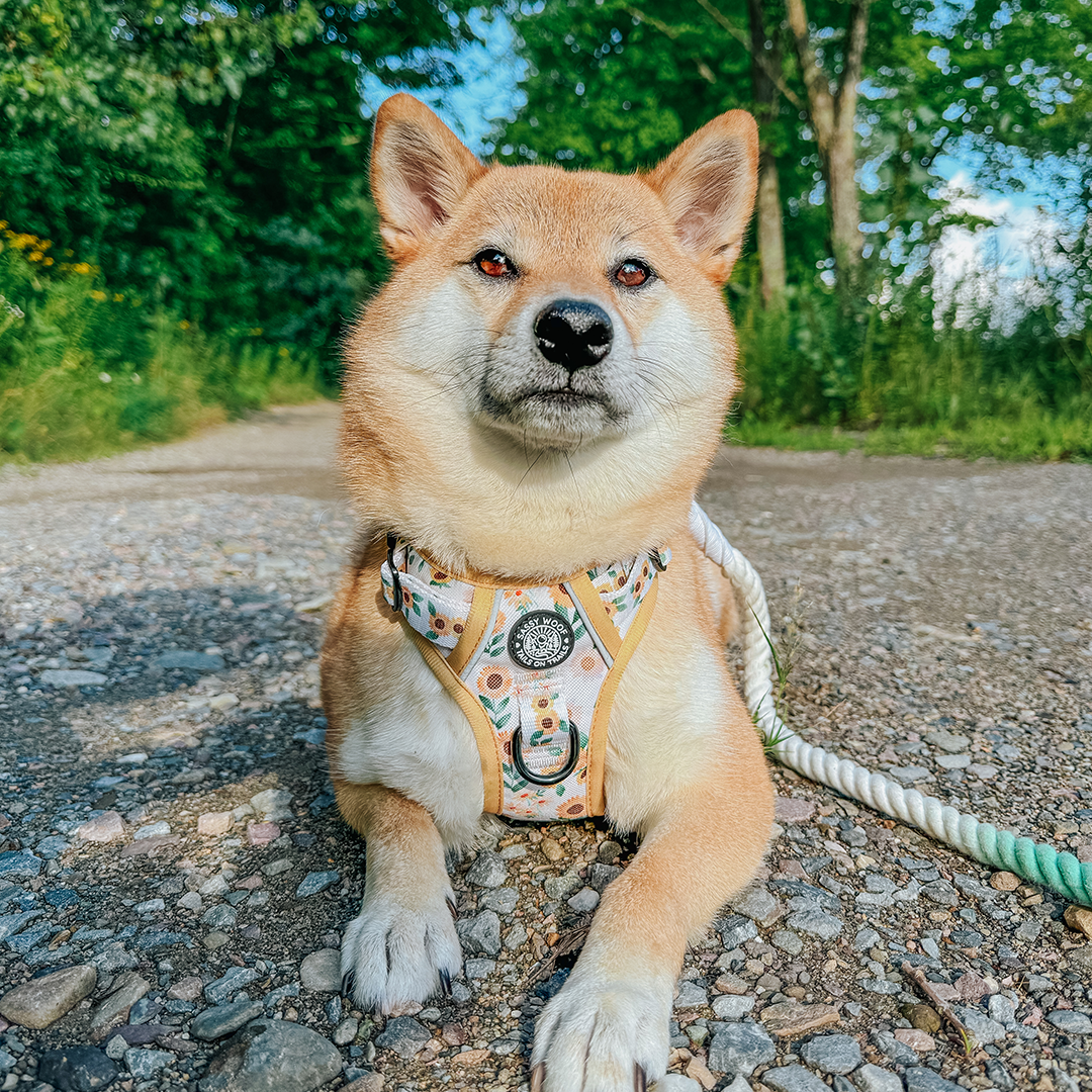 A Shiba Inu dog with tan fur lies on a gravel path, wearing a colorful harness and attached to a rope leash. Lush green trees line the background on a sunny day.