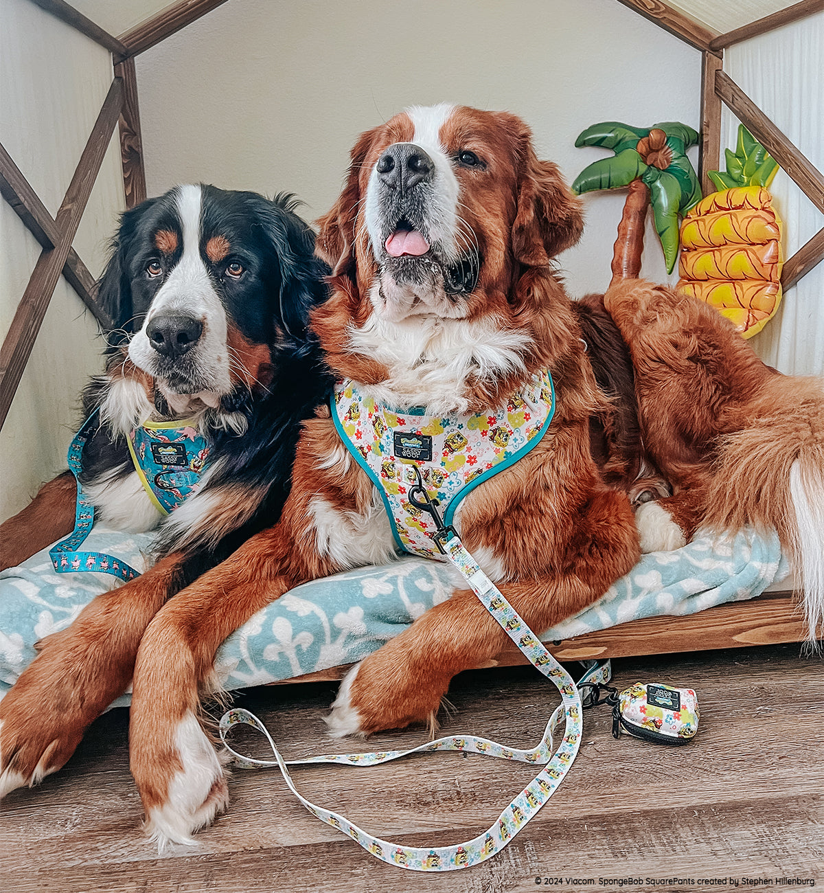 INFLUENCER_CONTENT | @THEBERNERBOYSOFSC