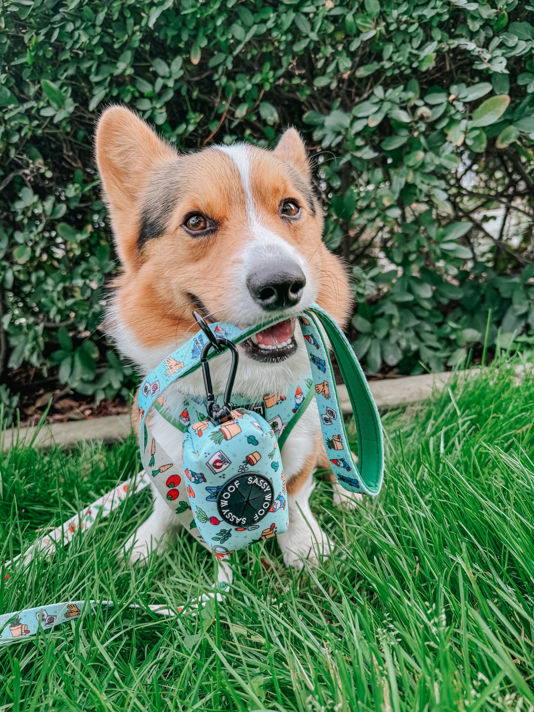 INFLUENCER_CONTENT | @THE.LOKI.CORGI | SIZE M & M
