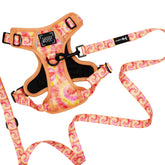 Dog Two Piece Bundle - Summer Sorbet