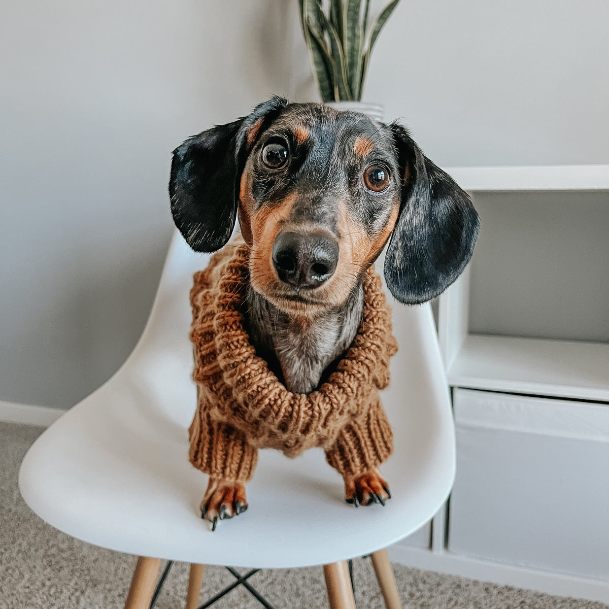INFLUENCER_CONTENT | @TUCKER.THE.MINI.DACHSHUND | SIZE L