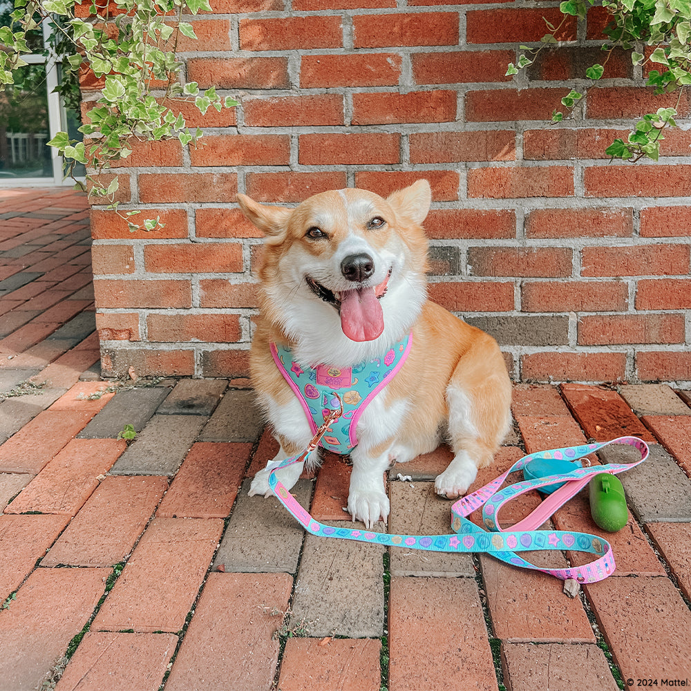 INFLUENCER_CONTENT | @WAFFLE.THE.WIGGLEBUTT