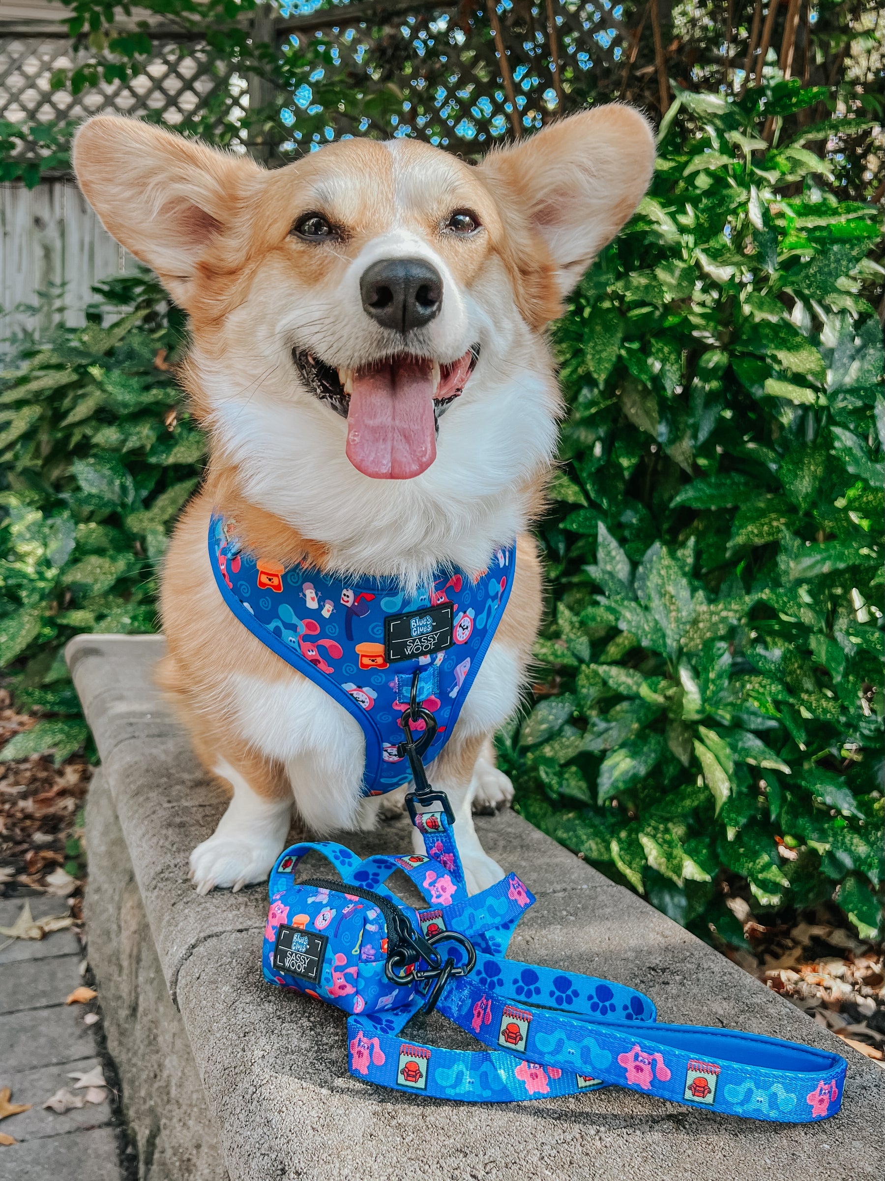 INFLUENCER_CONTENT | @WAFFLE.THE.WIGGLEBUTT | SIZE M & L