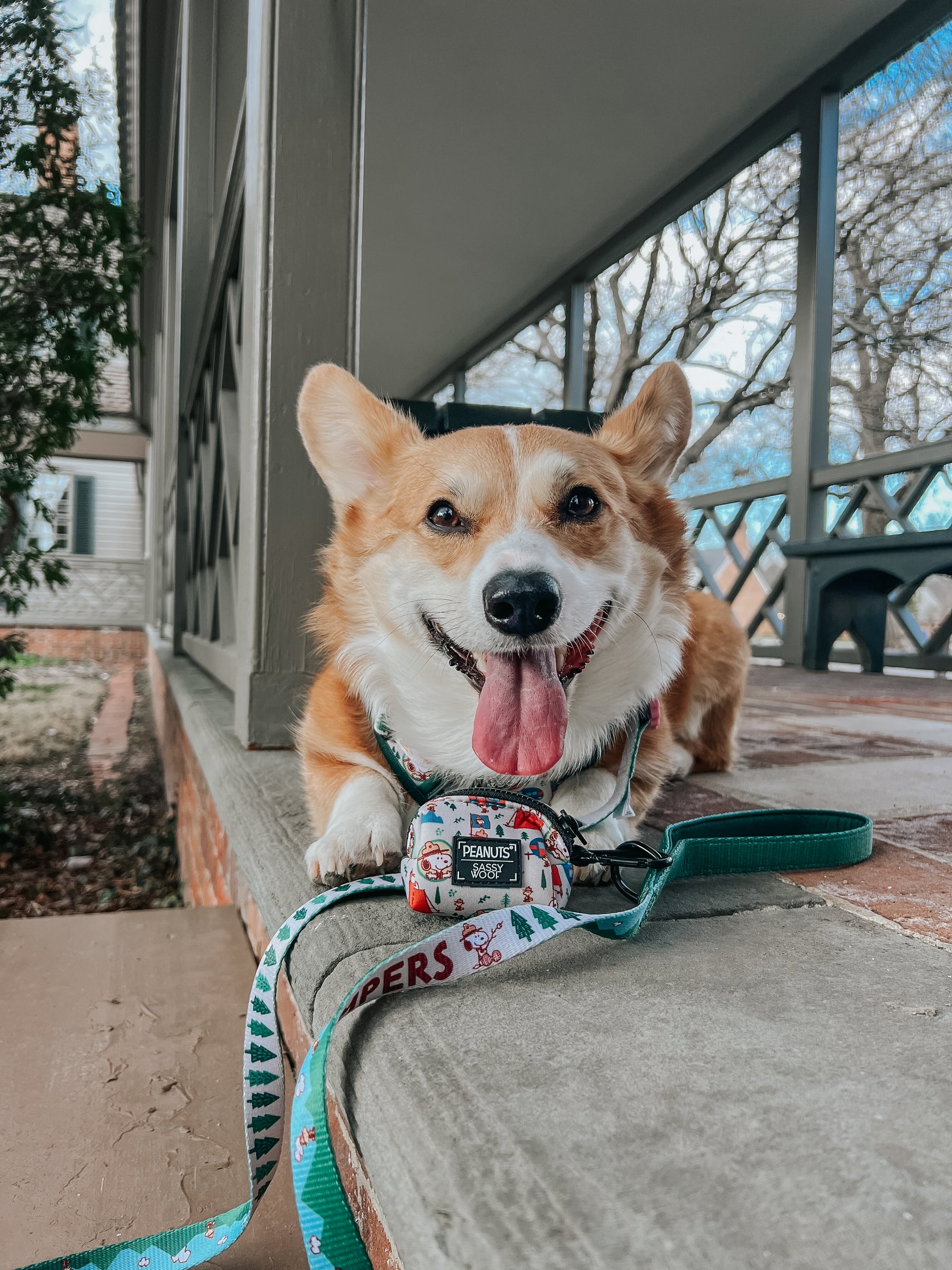 INFLUENCER_CONTENT | @WAFFLE.THE.WIGGLEBUTT