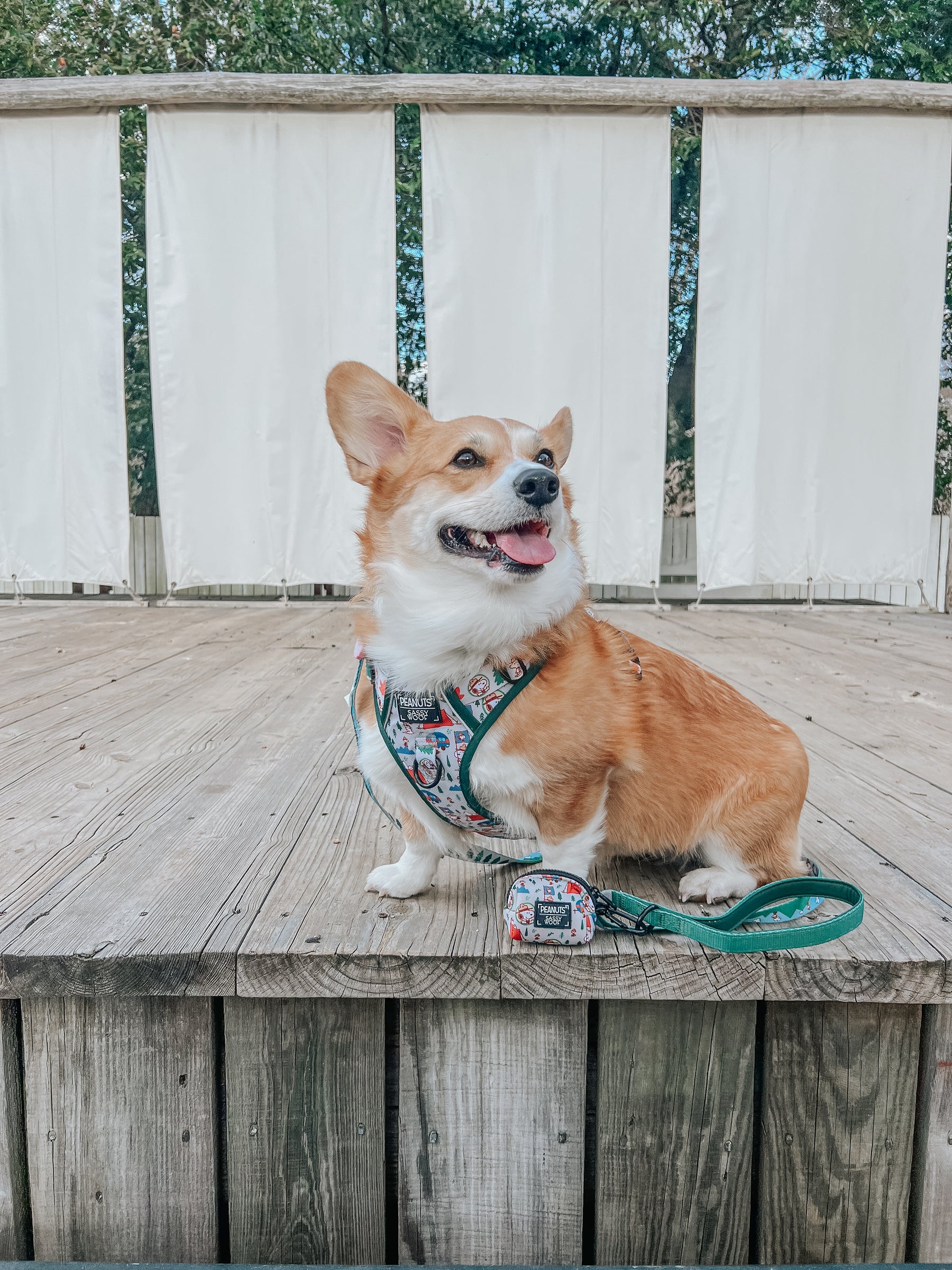 INFLUENCER_CONTENT | @WAFFLE.THE.WIGGLEBUTT | SIZE M & L