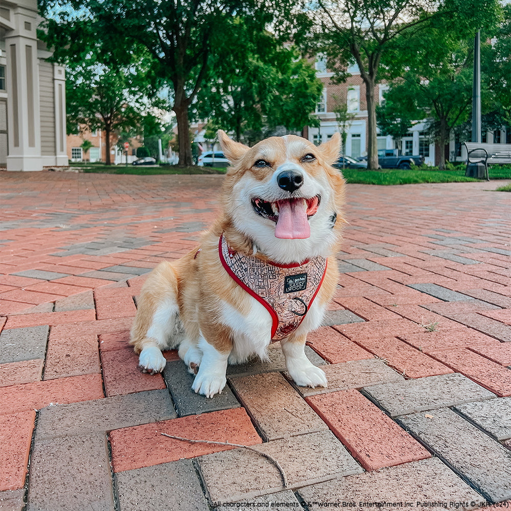 INFLUENCER_CONTENT | @WAFFLE.THE.WIGGLEBUTT | SIZE M