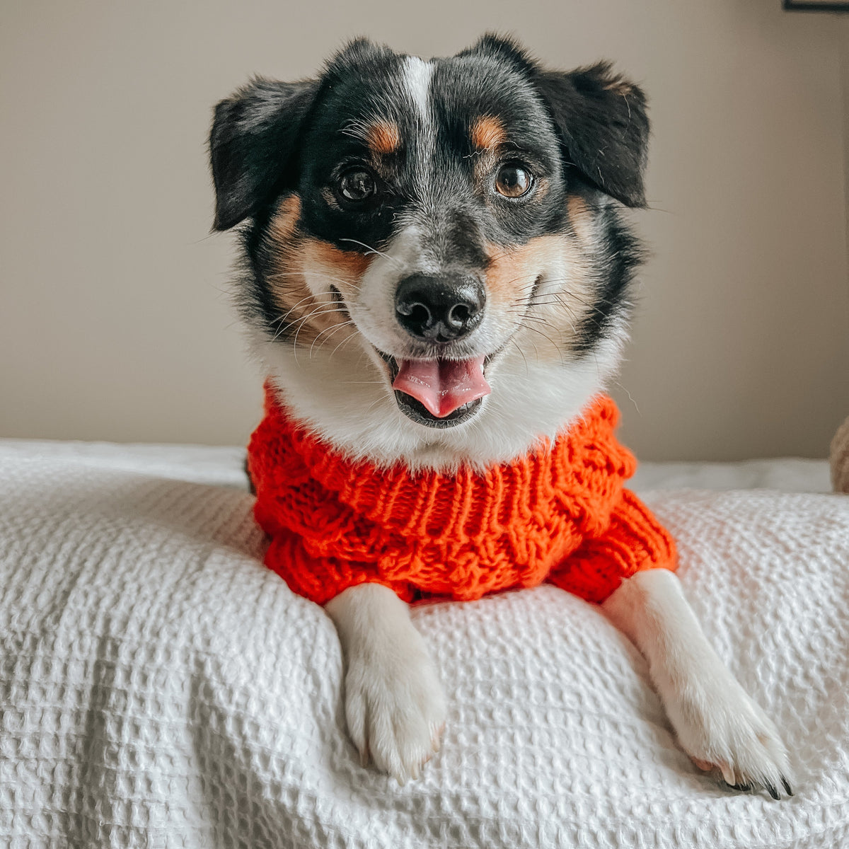 INFLUENCER_CONTENT | @WINNIETHE.AUGGIE | SIZE XL