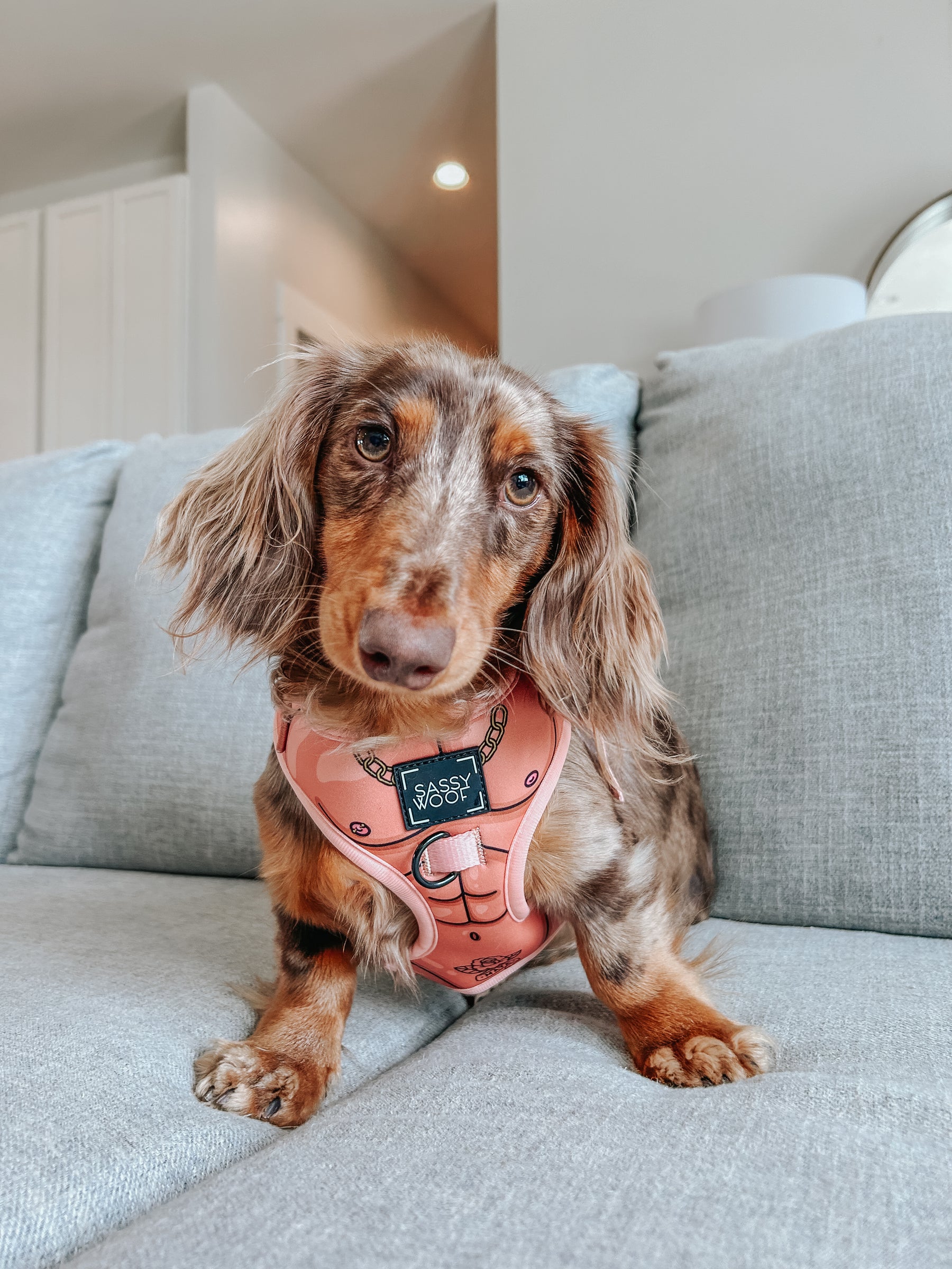 INFLUENCER_CONTENT | @WINSTONTHEWEENIEMAN | SIZE XS