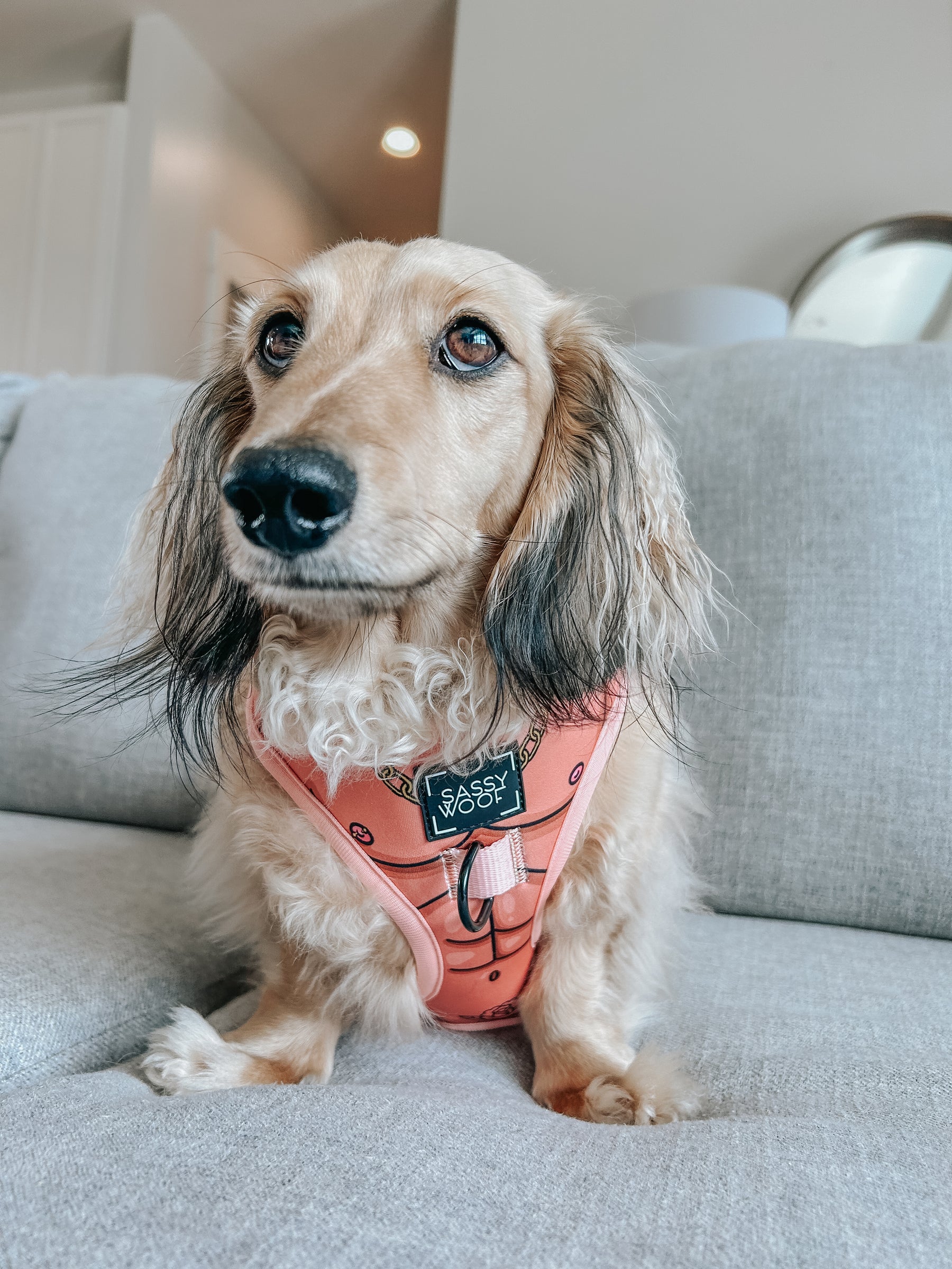 INFLUENCER_CONTENT | @WINSTONTHEWEENIEMAN | SIZE XS