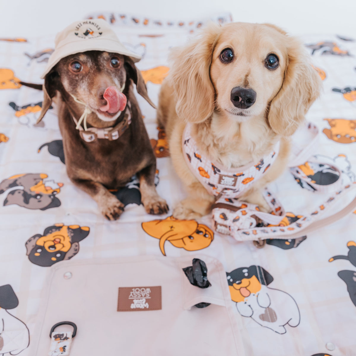 Two small dogs sit on the Sassy Woof Weens Club Dog Picnic Blanket featuring cartoon dog prints. One wears a tan hat and licks its nose; the other, in a harness with matching leash. Dog accessories rest on the blanket.