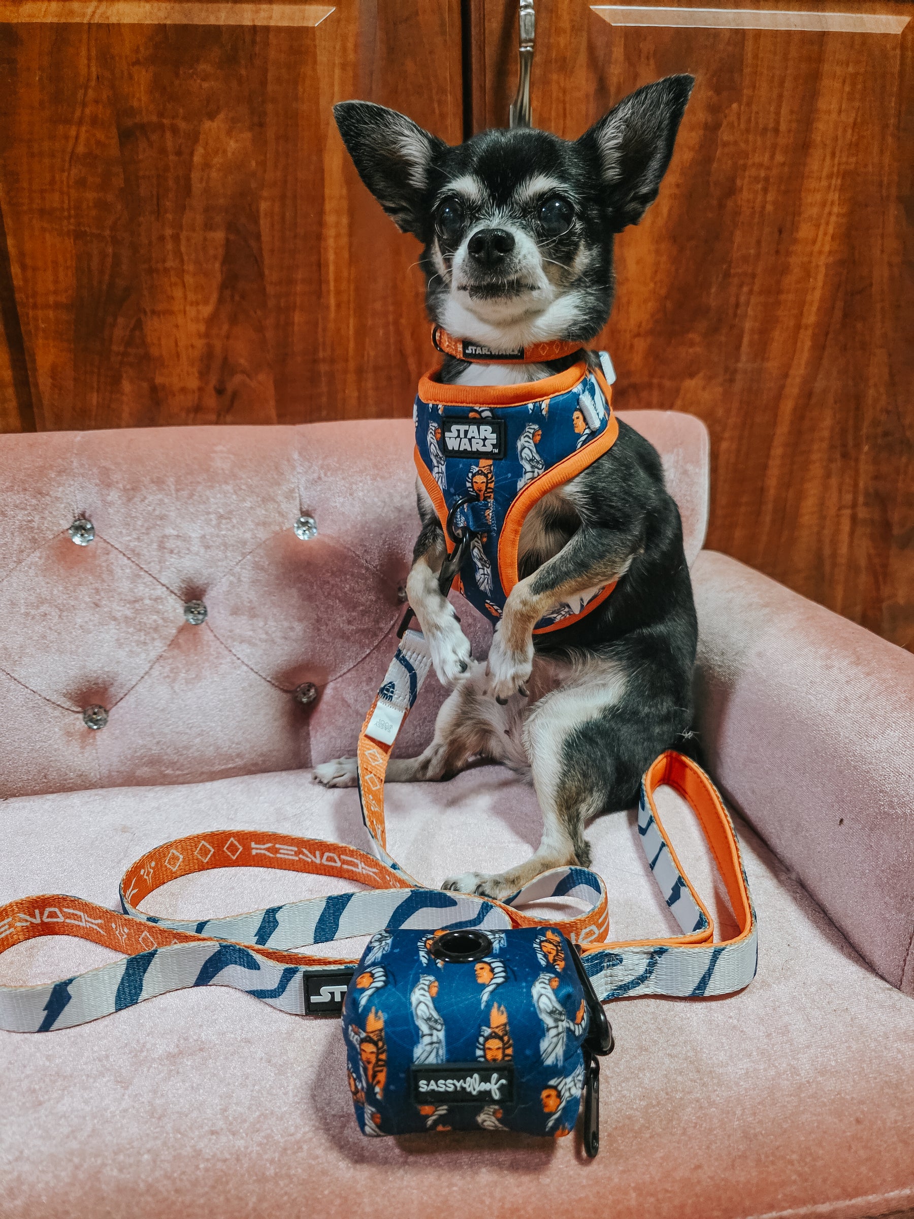 INFLUENCER_CONTENT | @ALOHACHIHUAHUAS